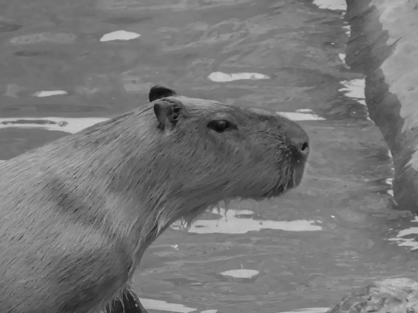 Side Portraits of Animals in Black and White