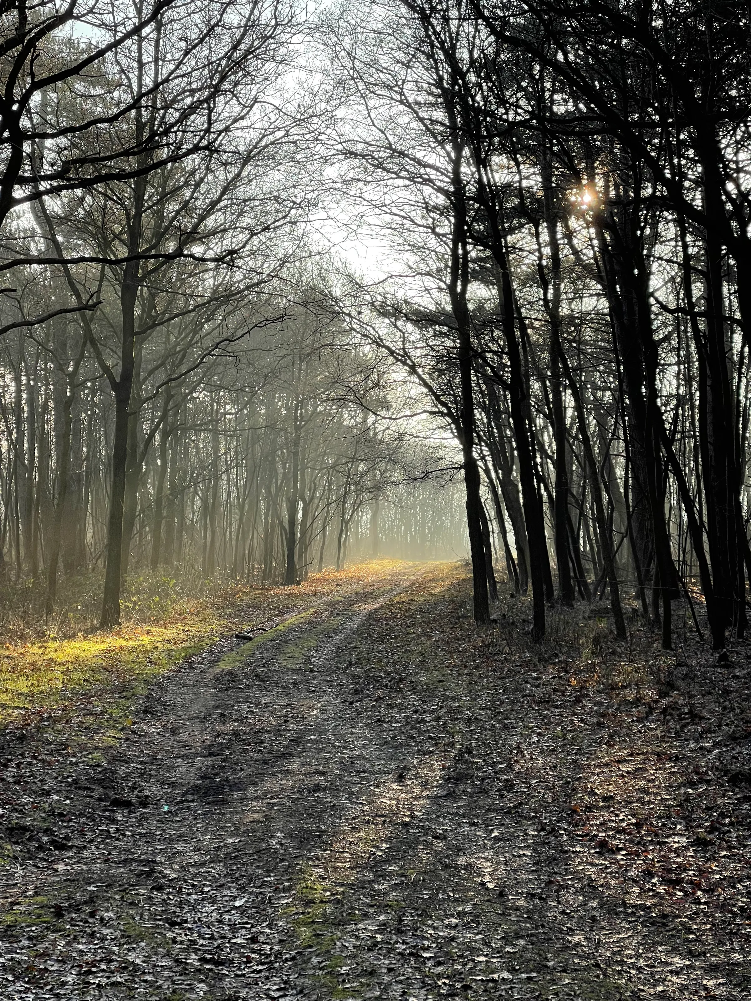 Morning walk