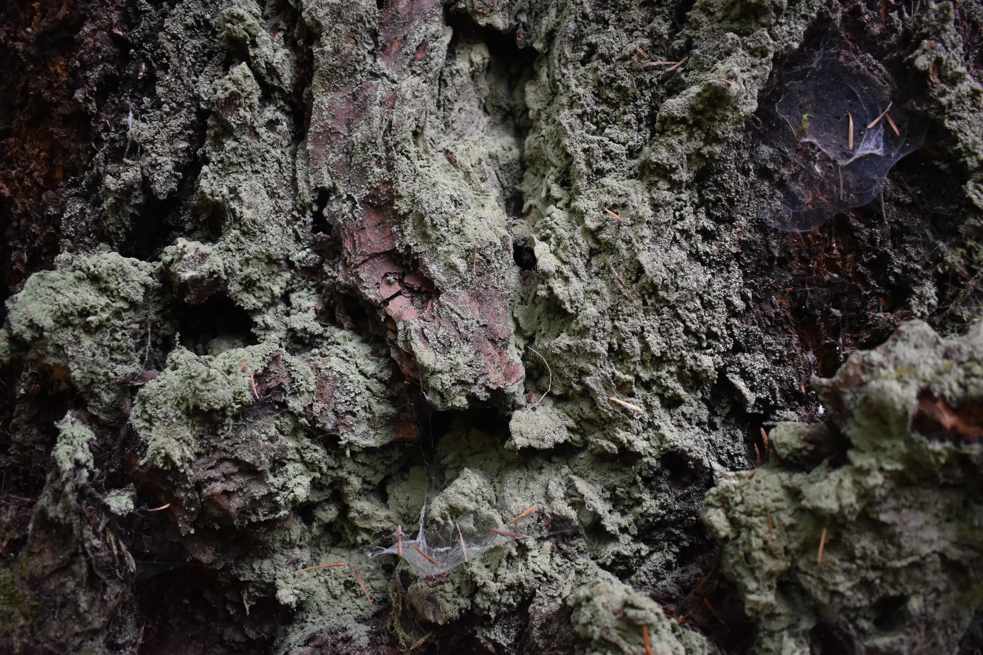 Fungi Tree