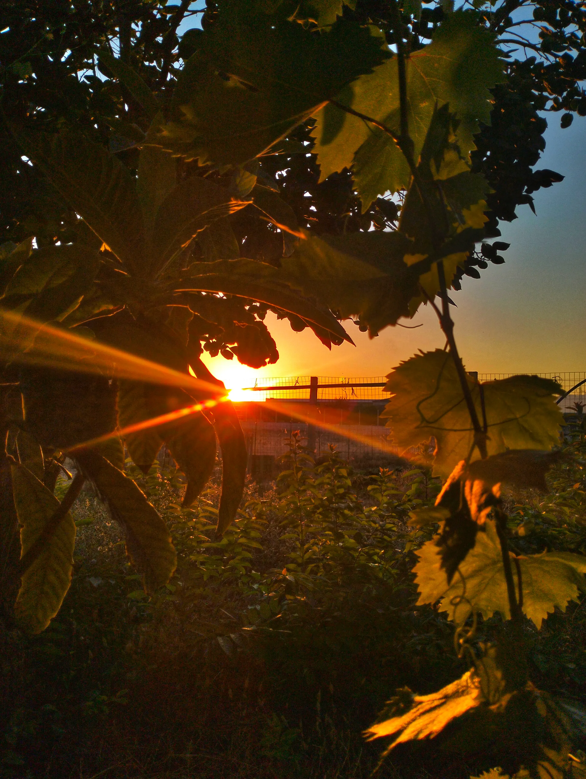tramonto riflesso sulla natura
