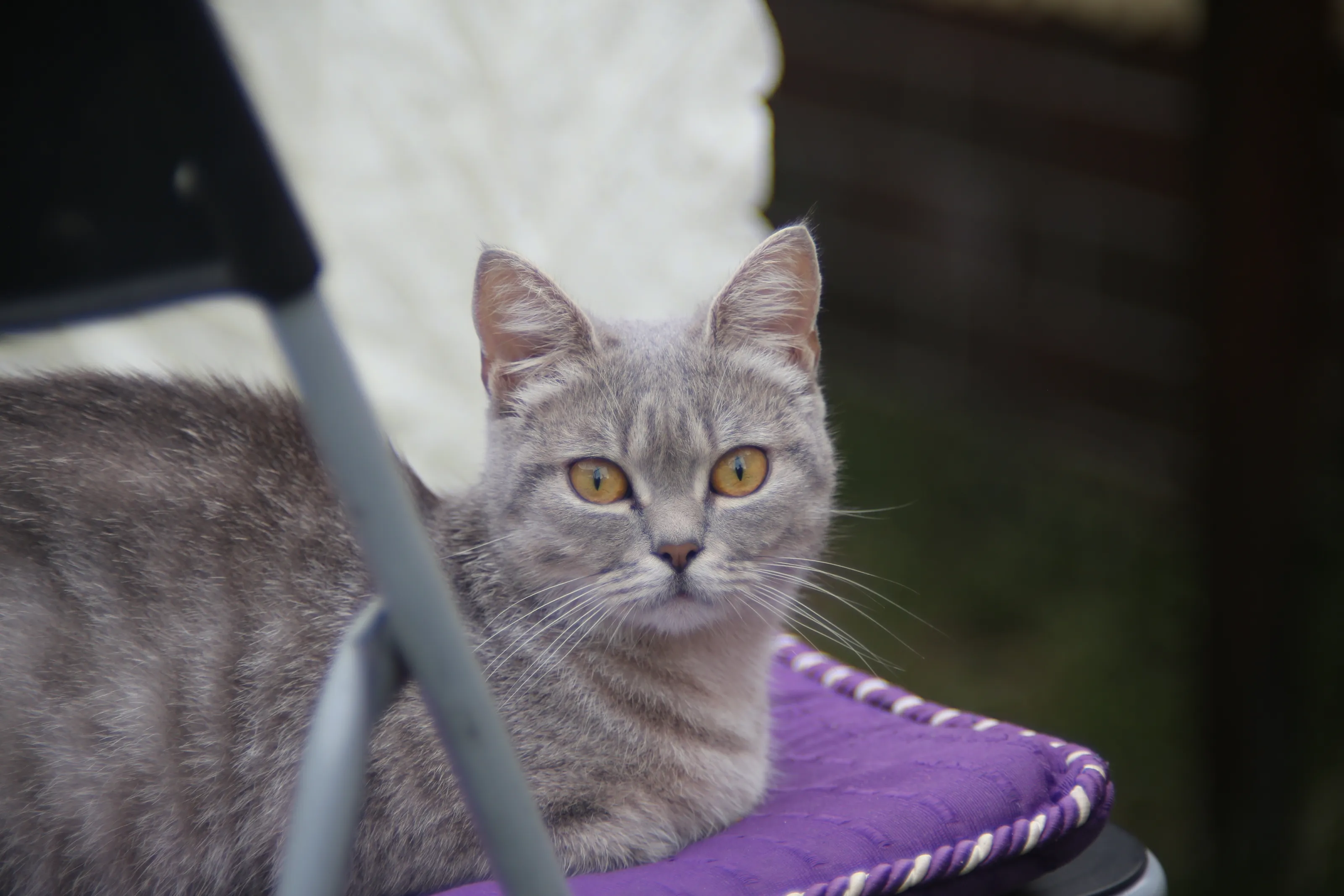 Cat portrait