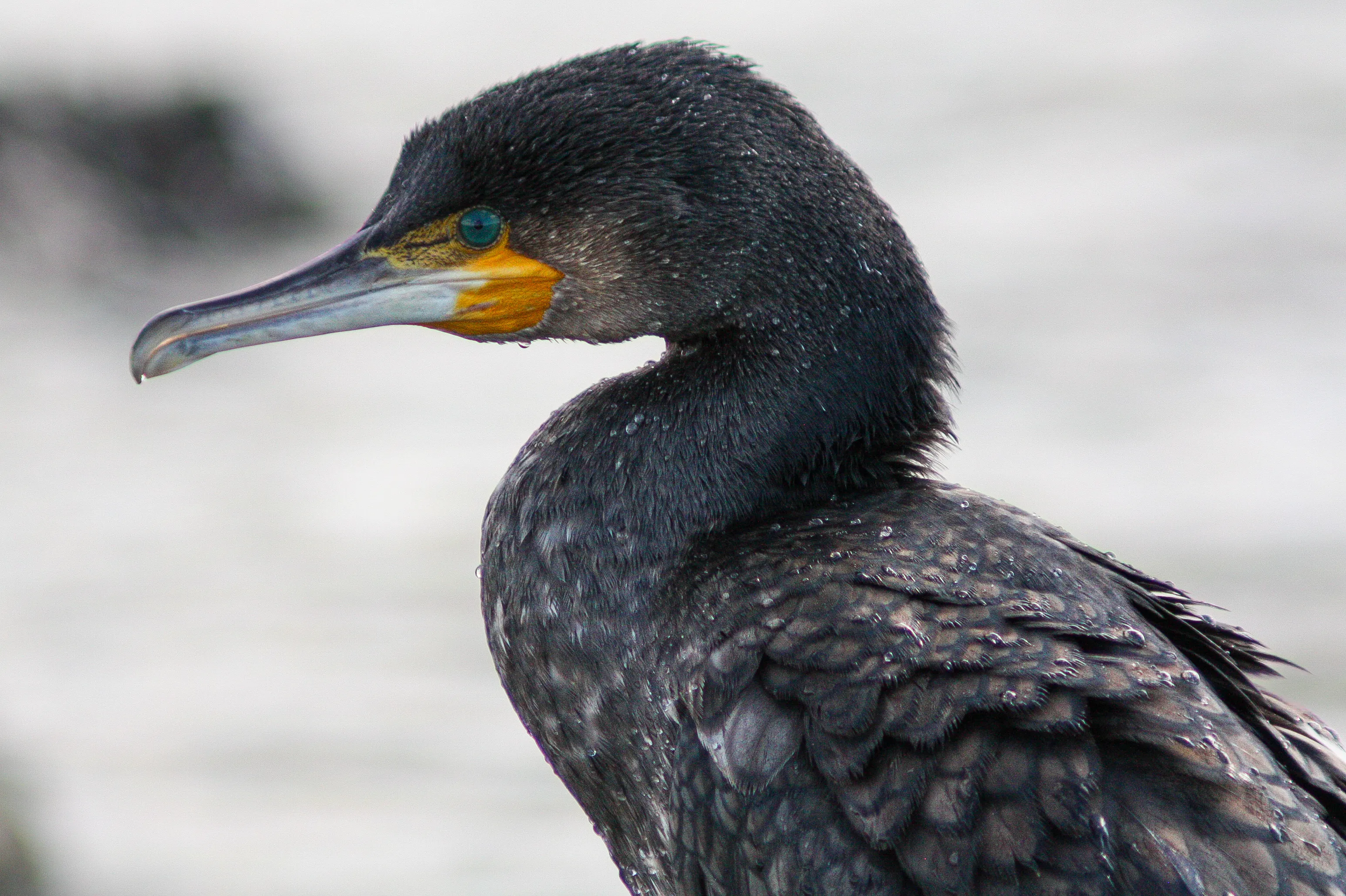Cormorant