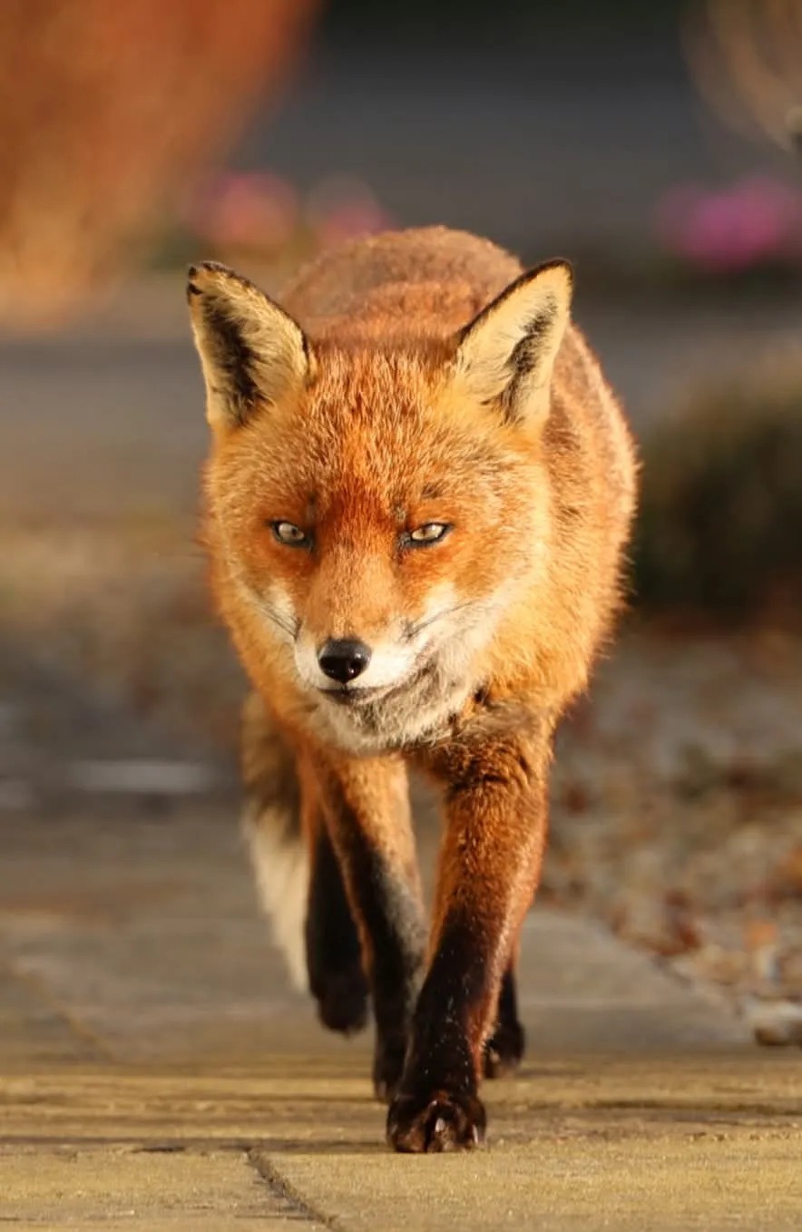 It's fox o clock
