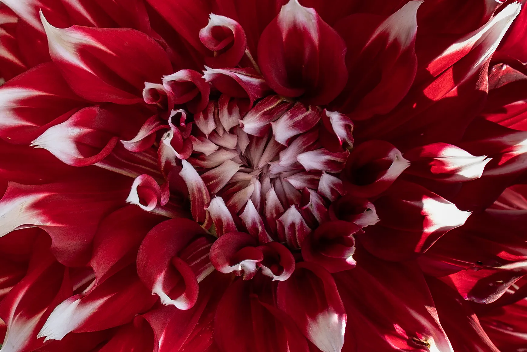 Dahlia Flowers (in colour)