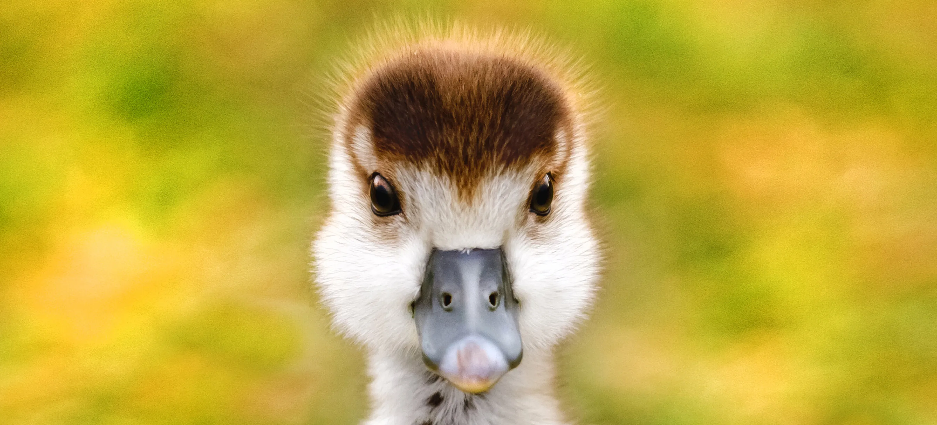 E gosling
