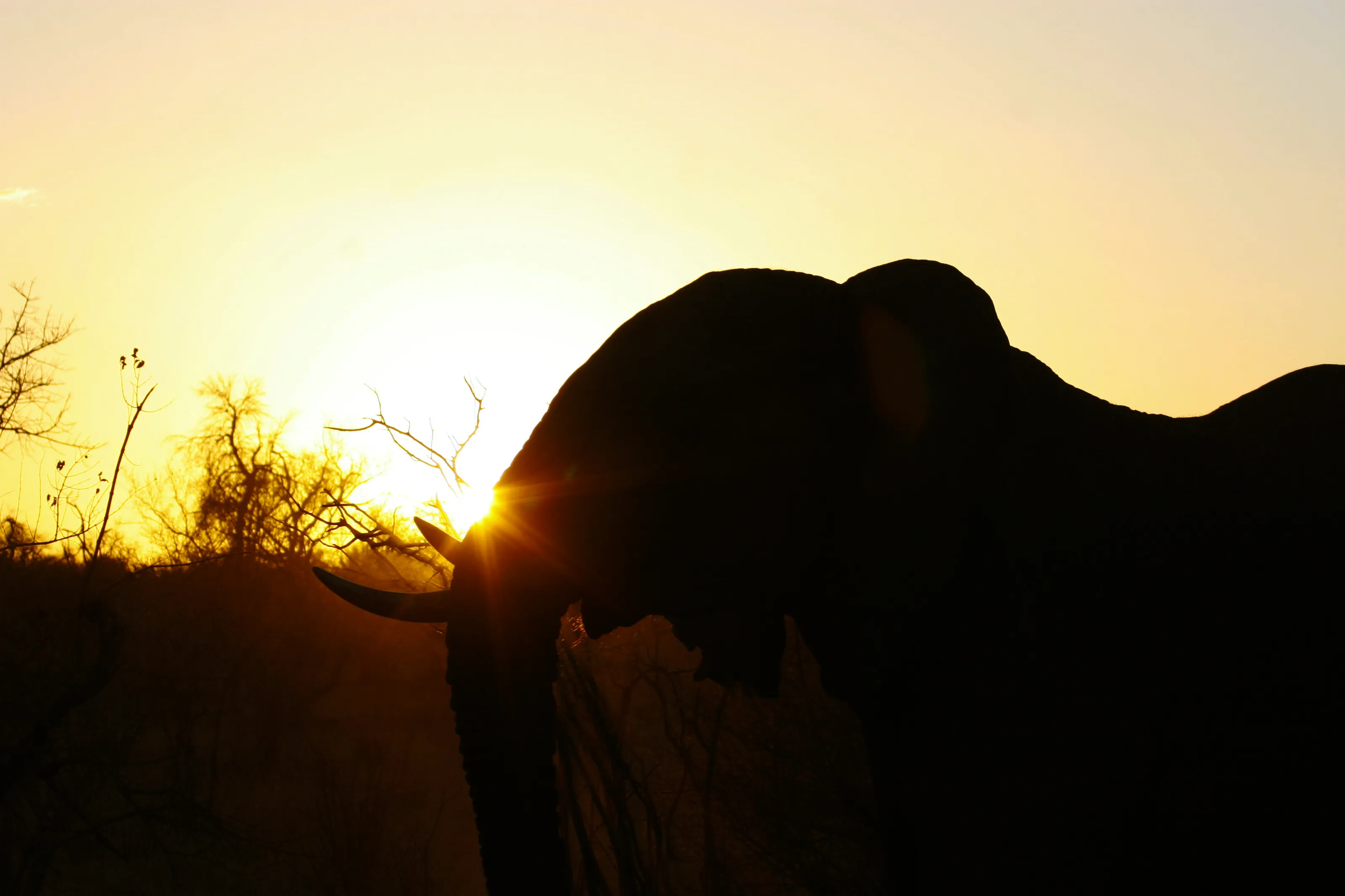 Beast at sundown