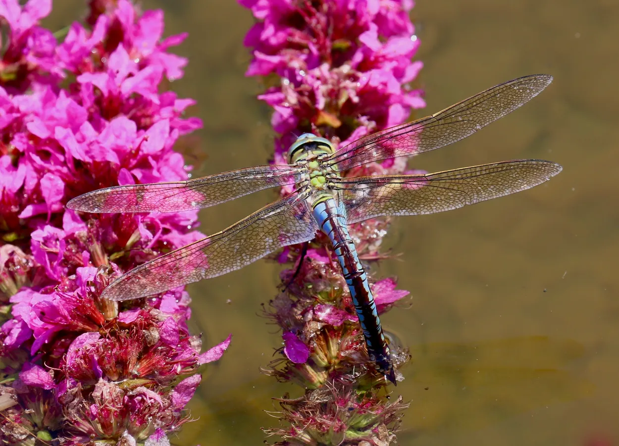 Entry 25646458