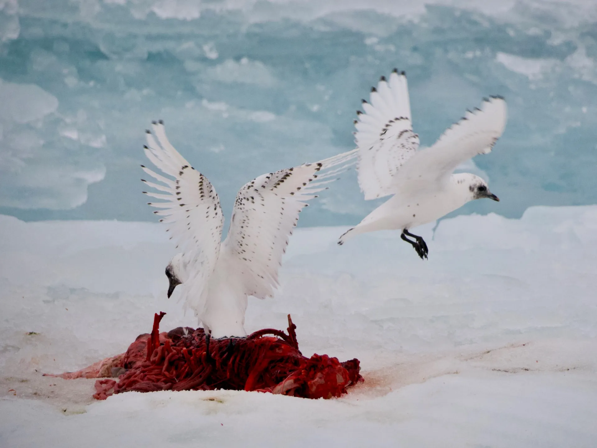 Ivory gulls in Svalbard