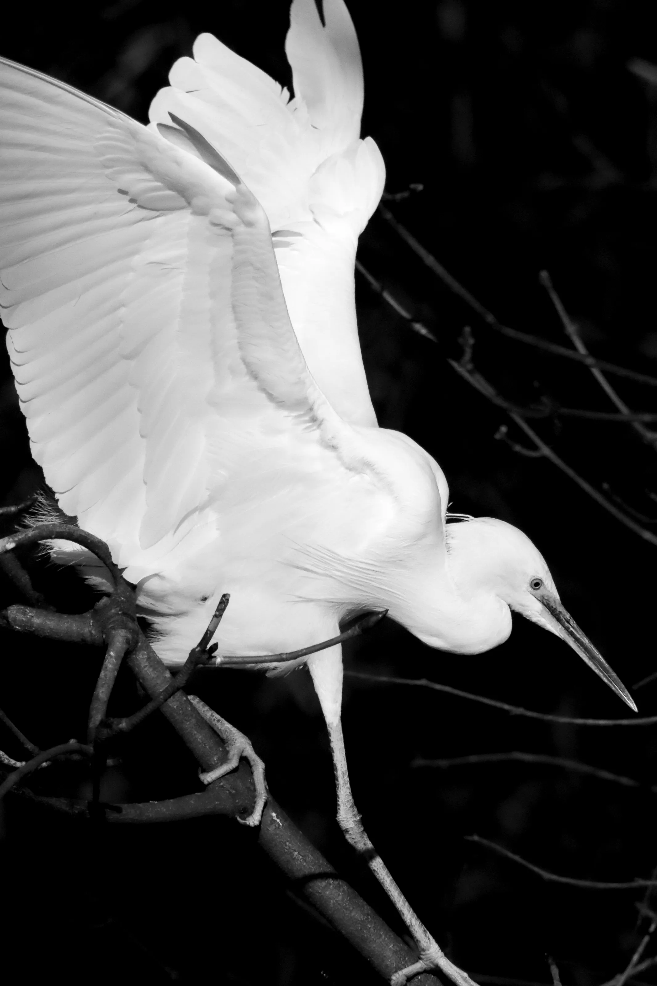 Egret spreading its wings