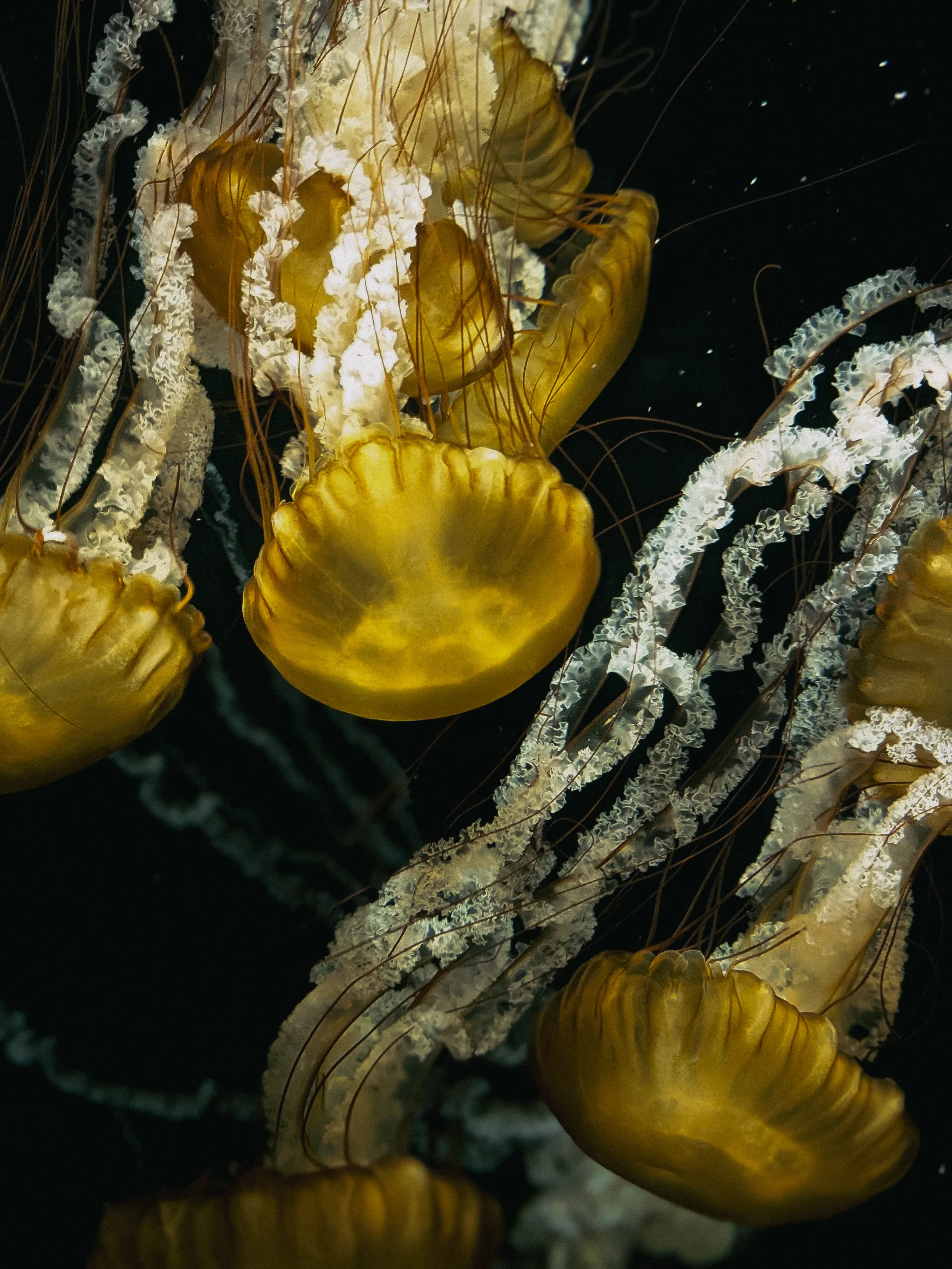 Oceanarium Singapore