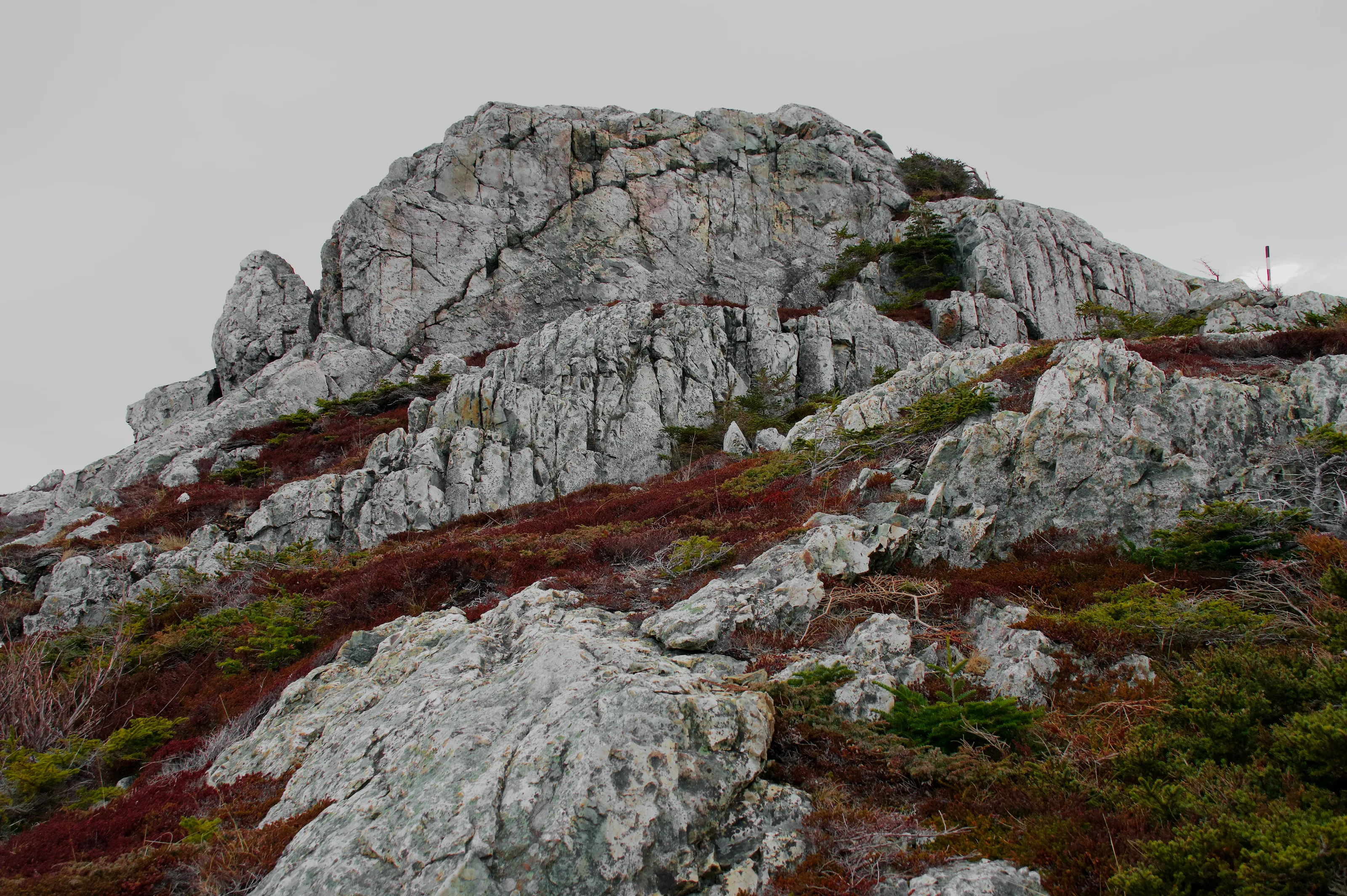 Newfoundland Burgundy