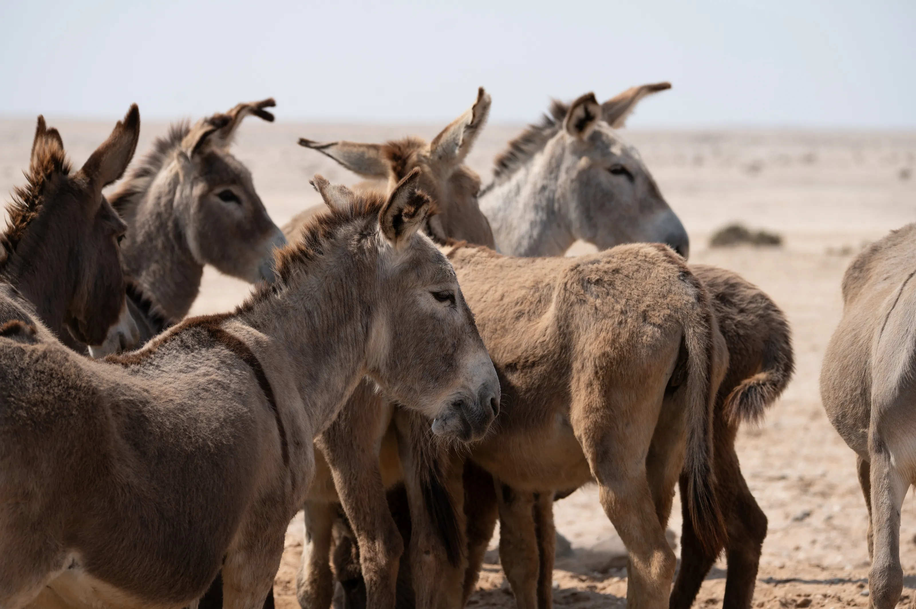 Donkeys