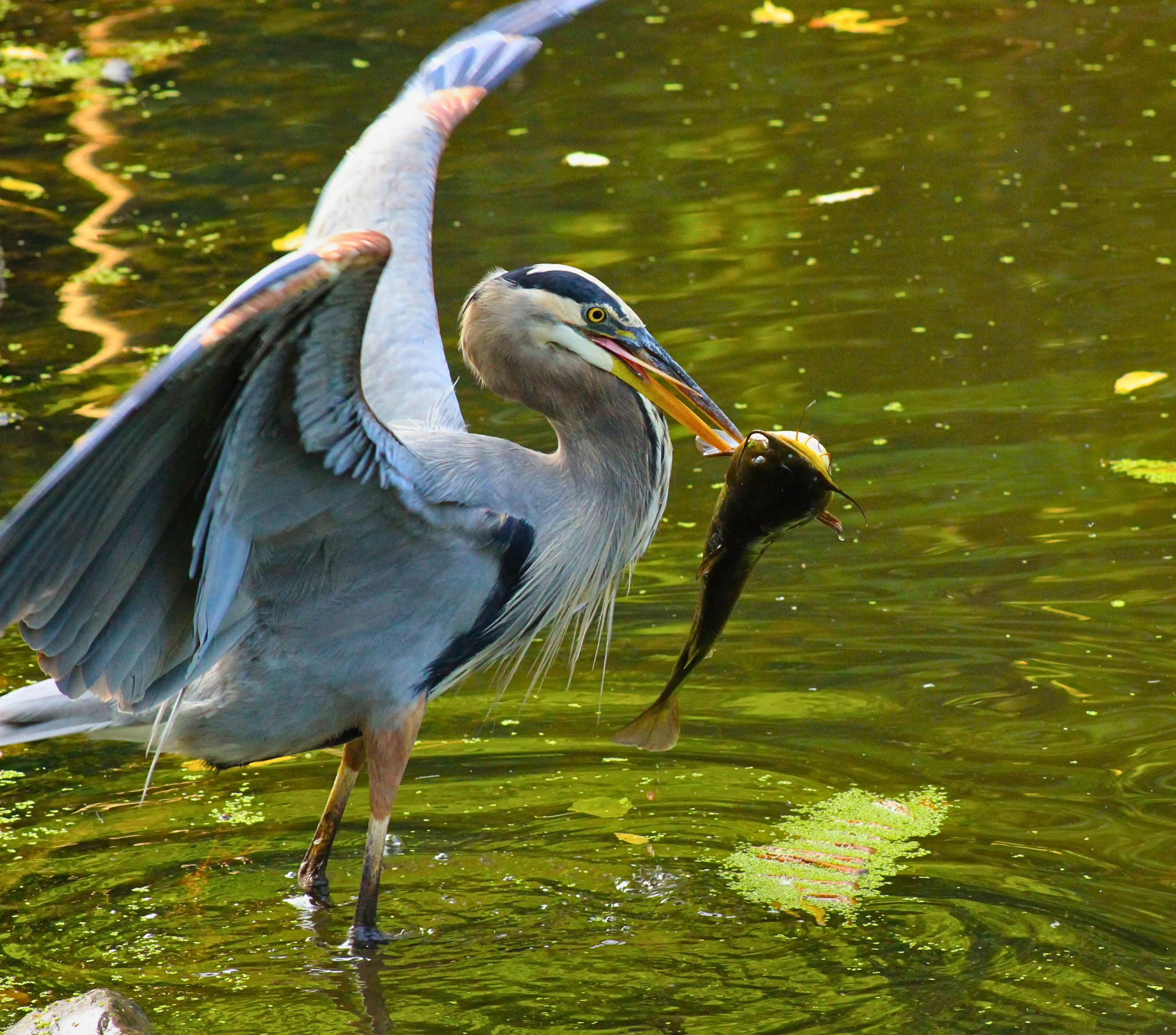 Great Catch, Heron