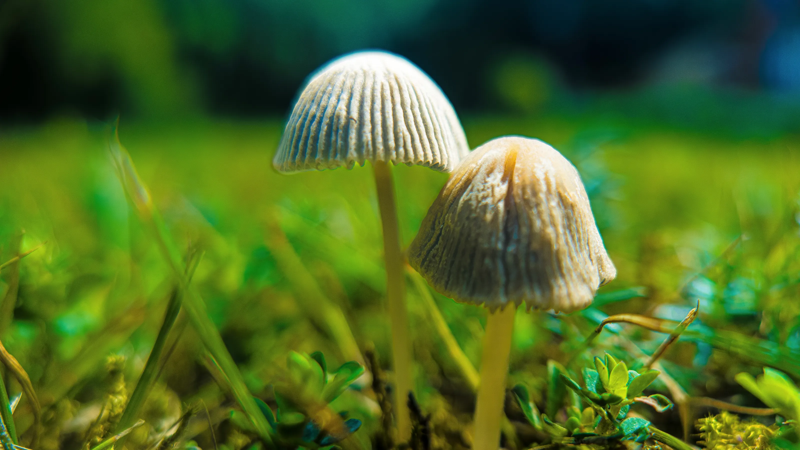 Wonders of Mother Nature