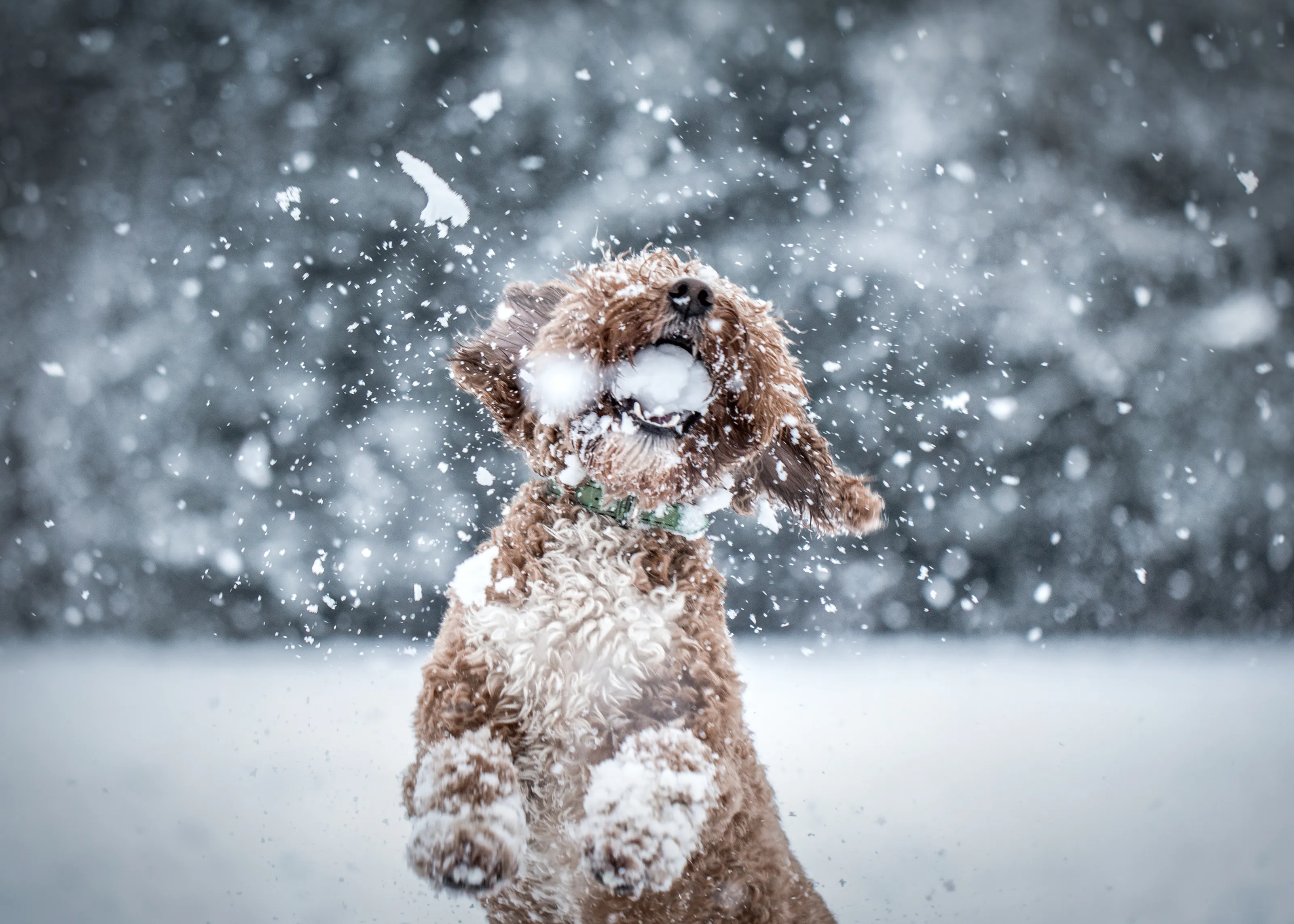Snowball catching