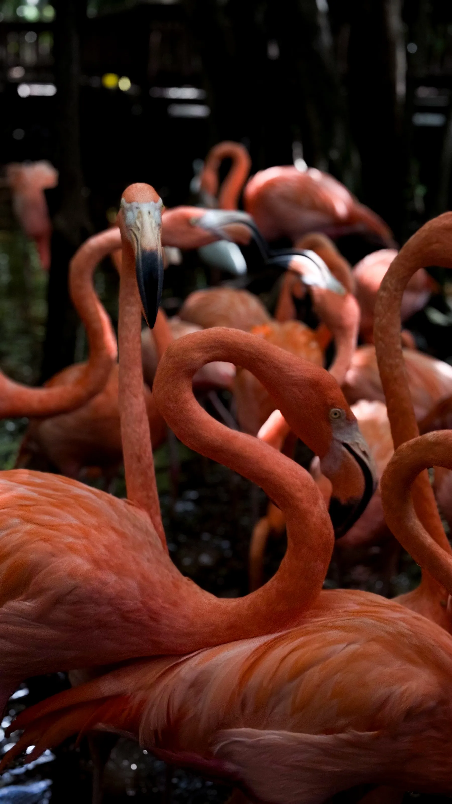 Flamingos