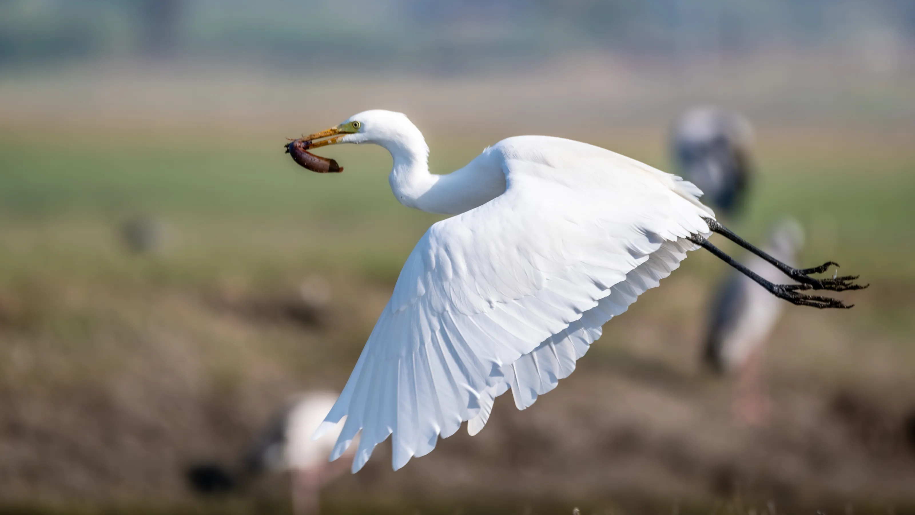 White Egret in Motion