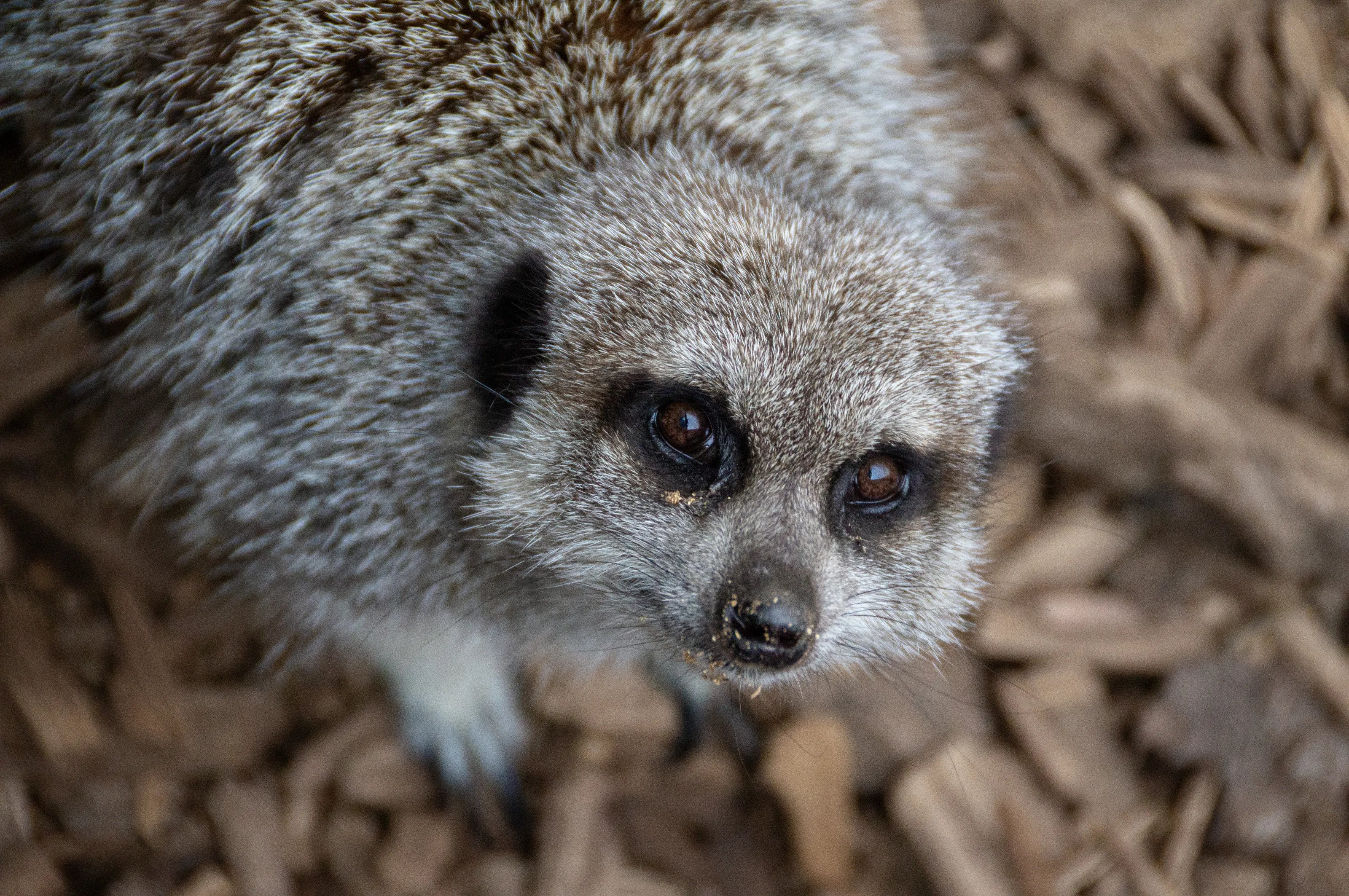 Mr Meerkat