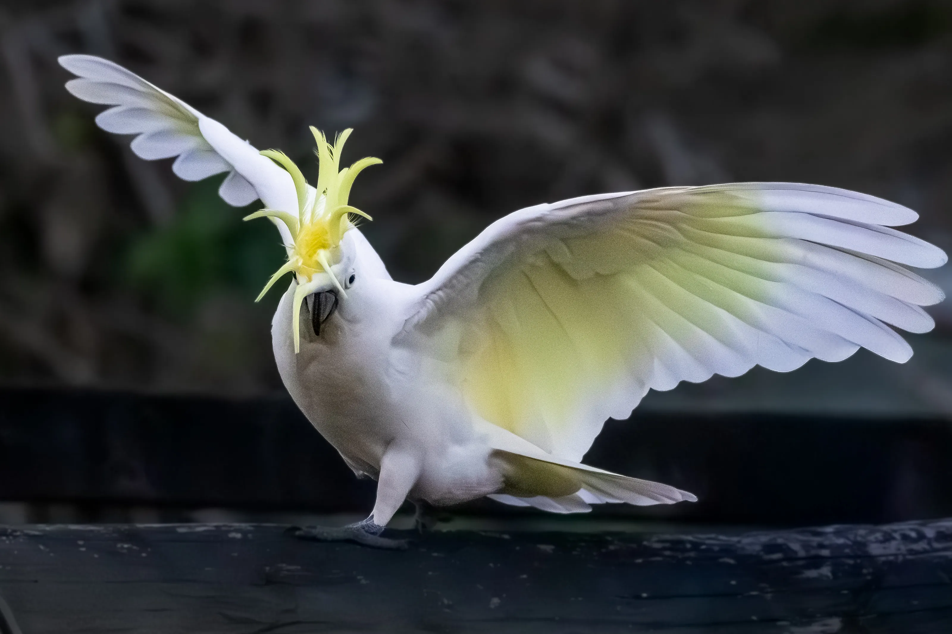 Capturing Motion in  Low Light