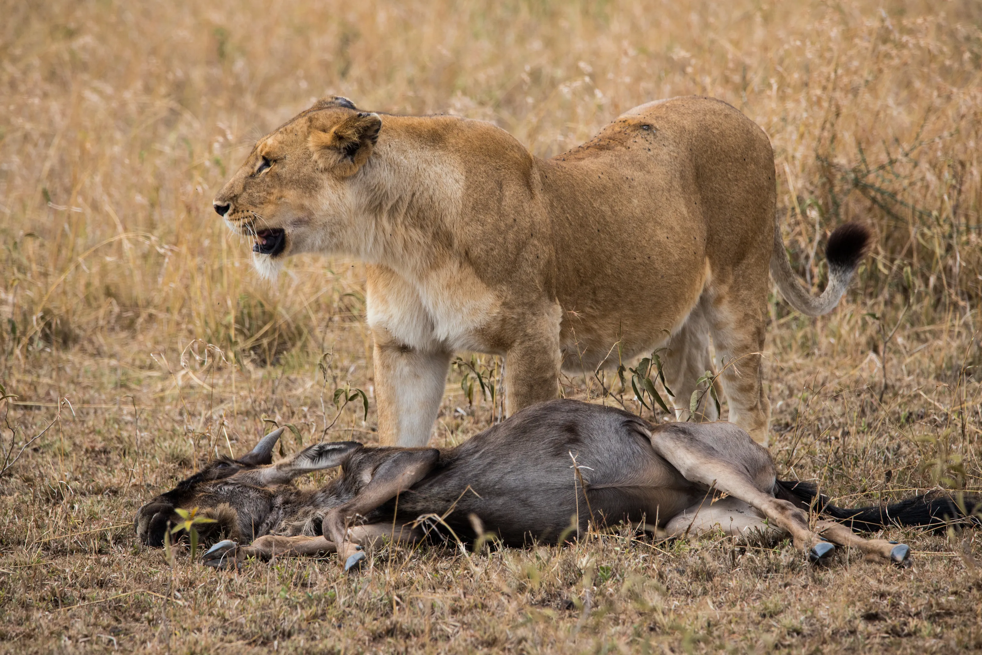 Lioness with wilderbeest kill
