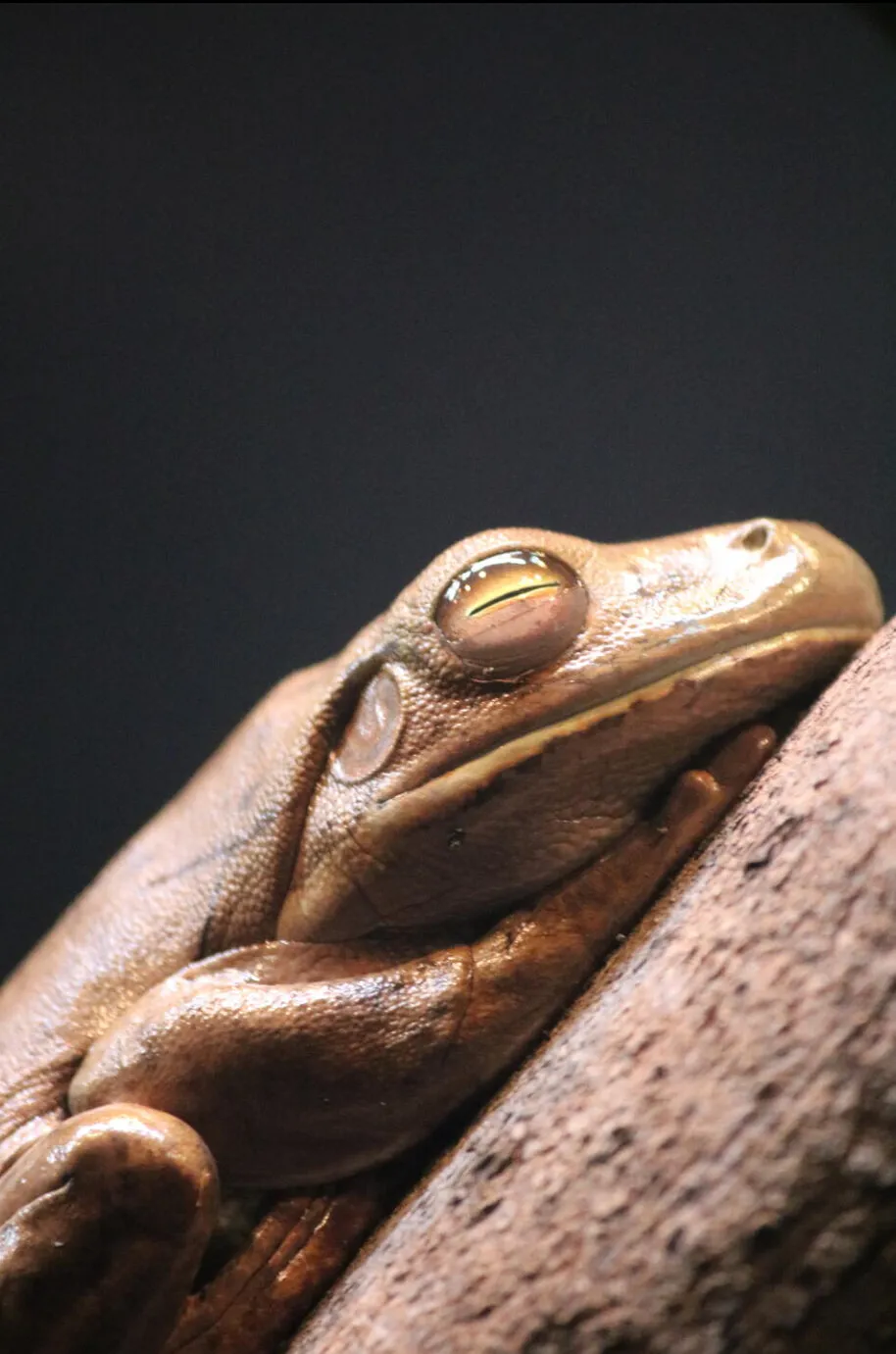Frogs