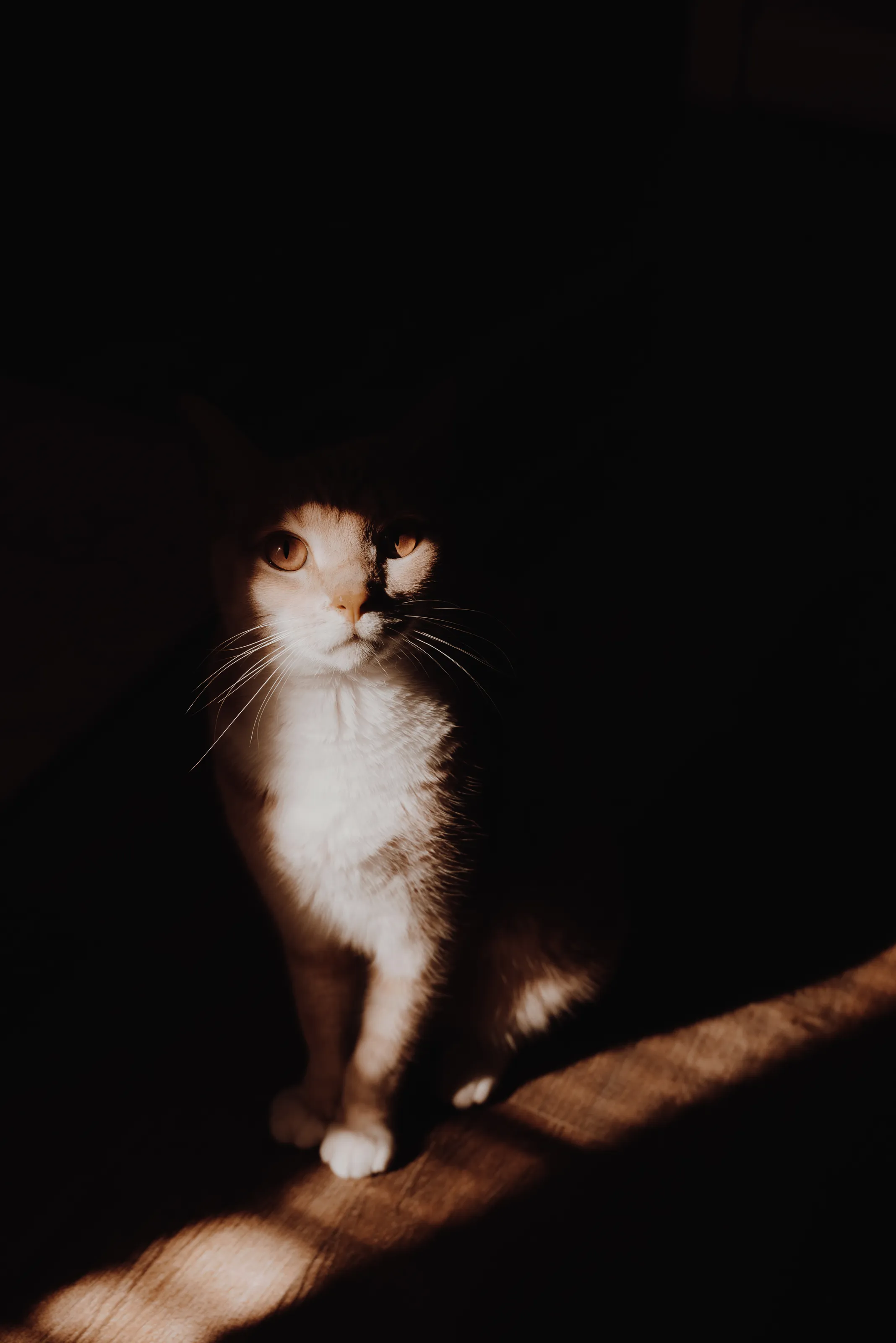 cat vs the shadow