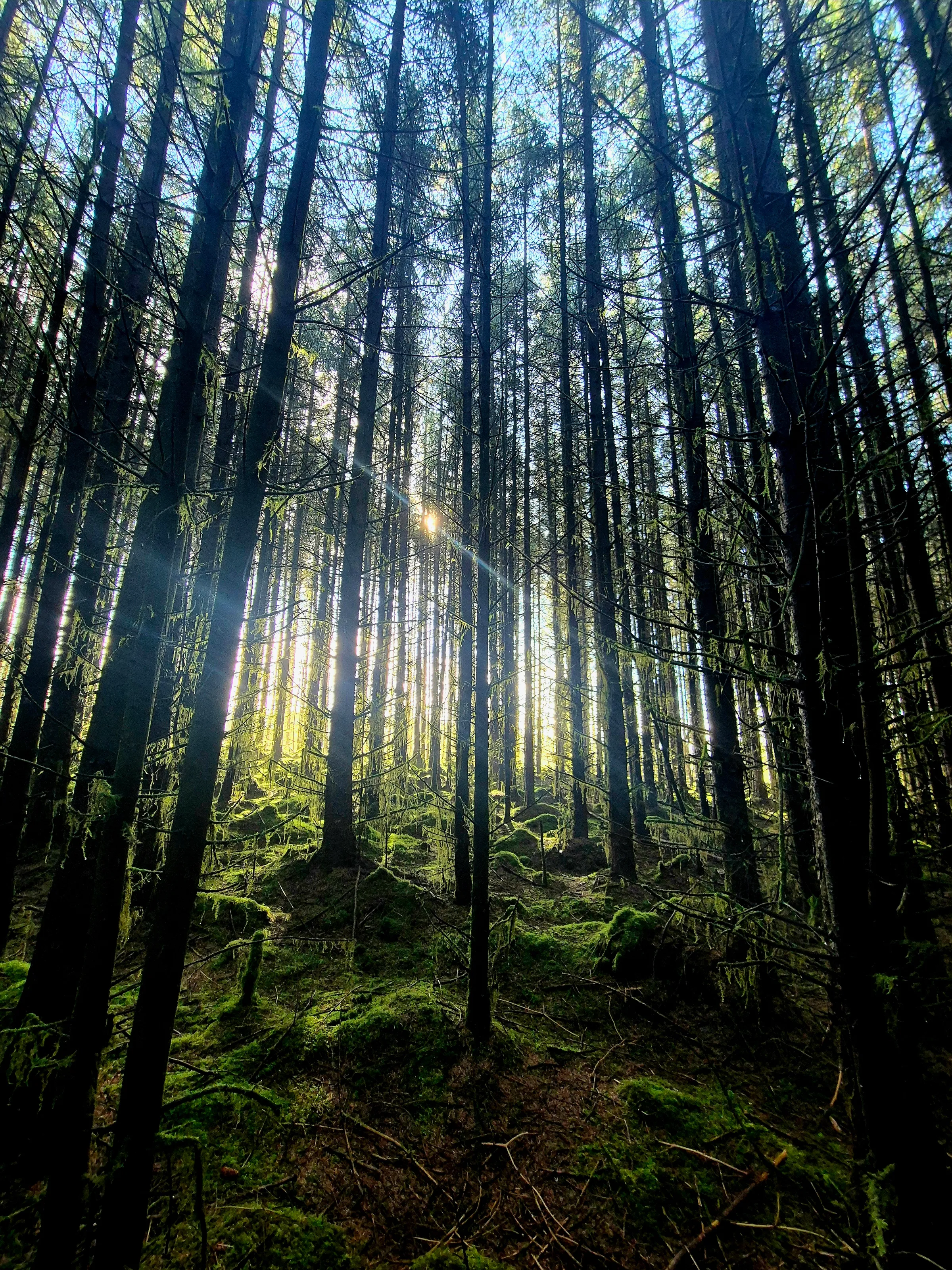 In the depths of the forest