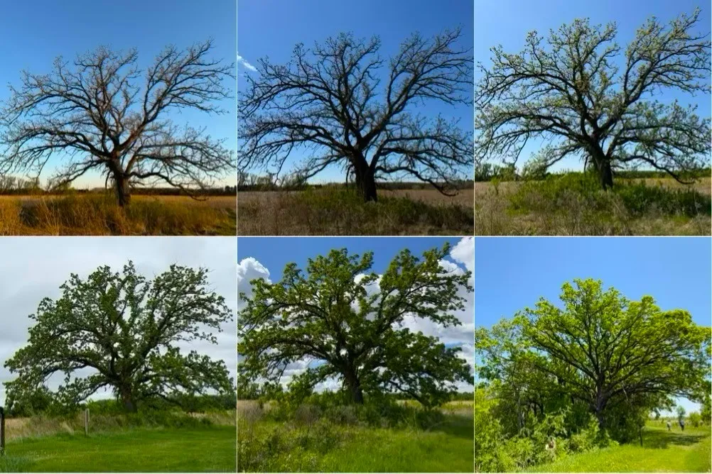 Same Natural Subject at Different Times