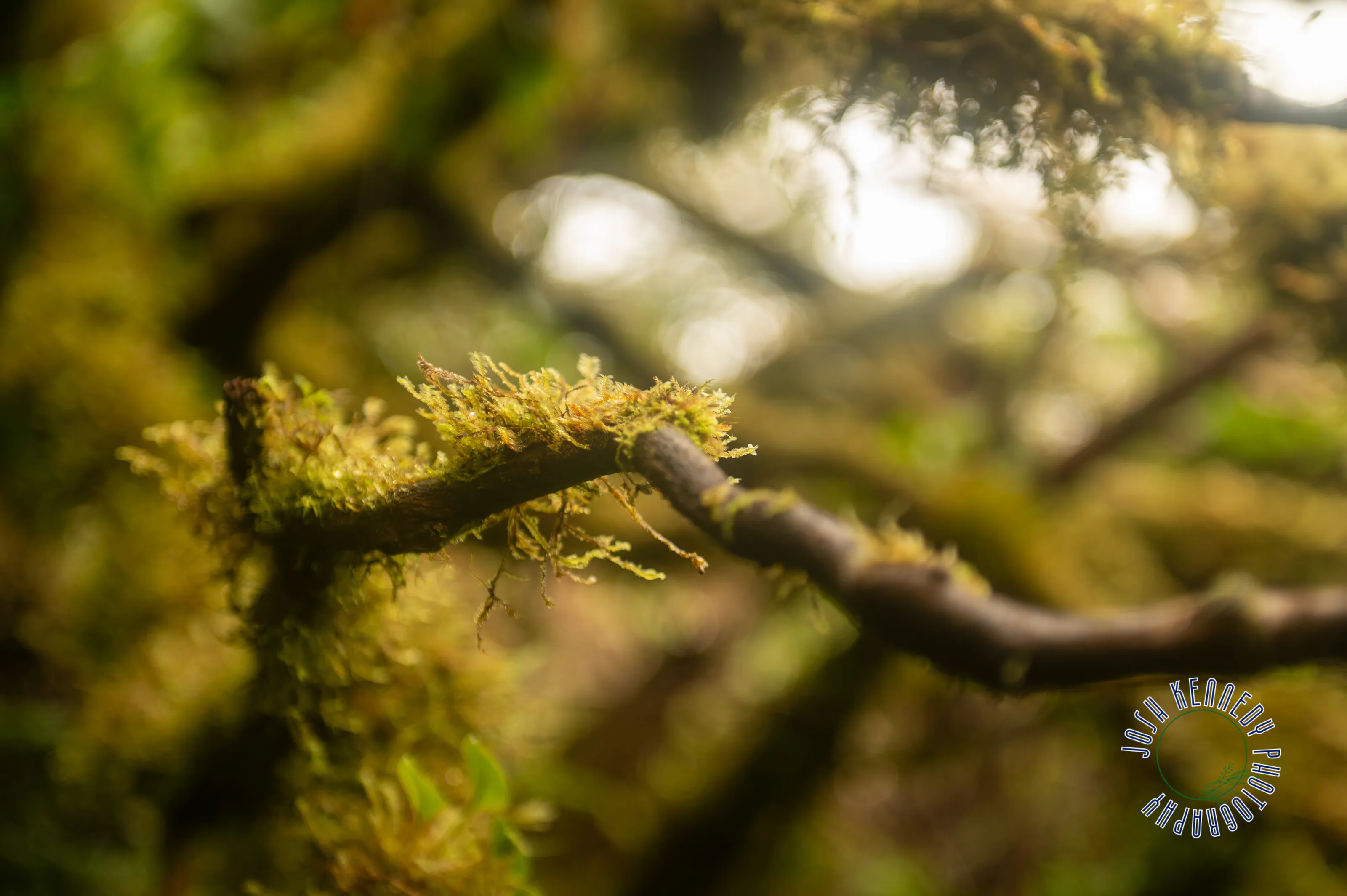 The Amazing moss in the Costa Rican Jungle