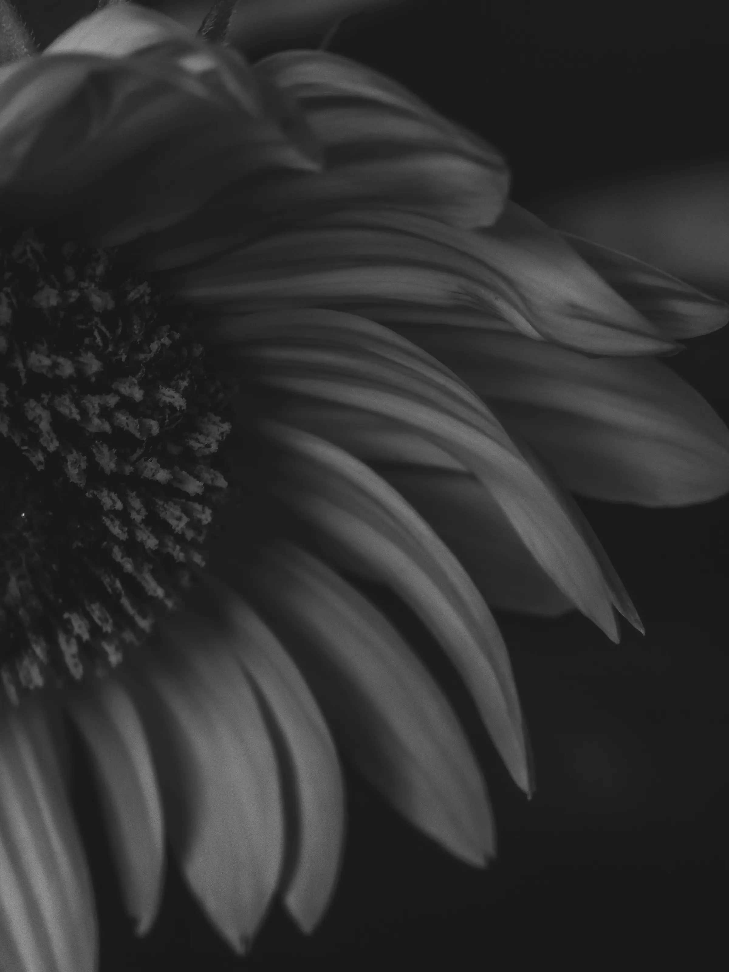 The death of a sunflower