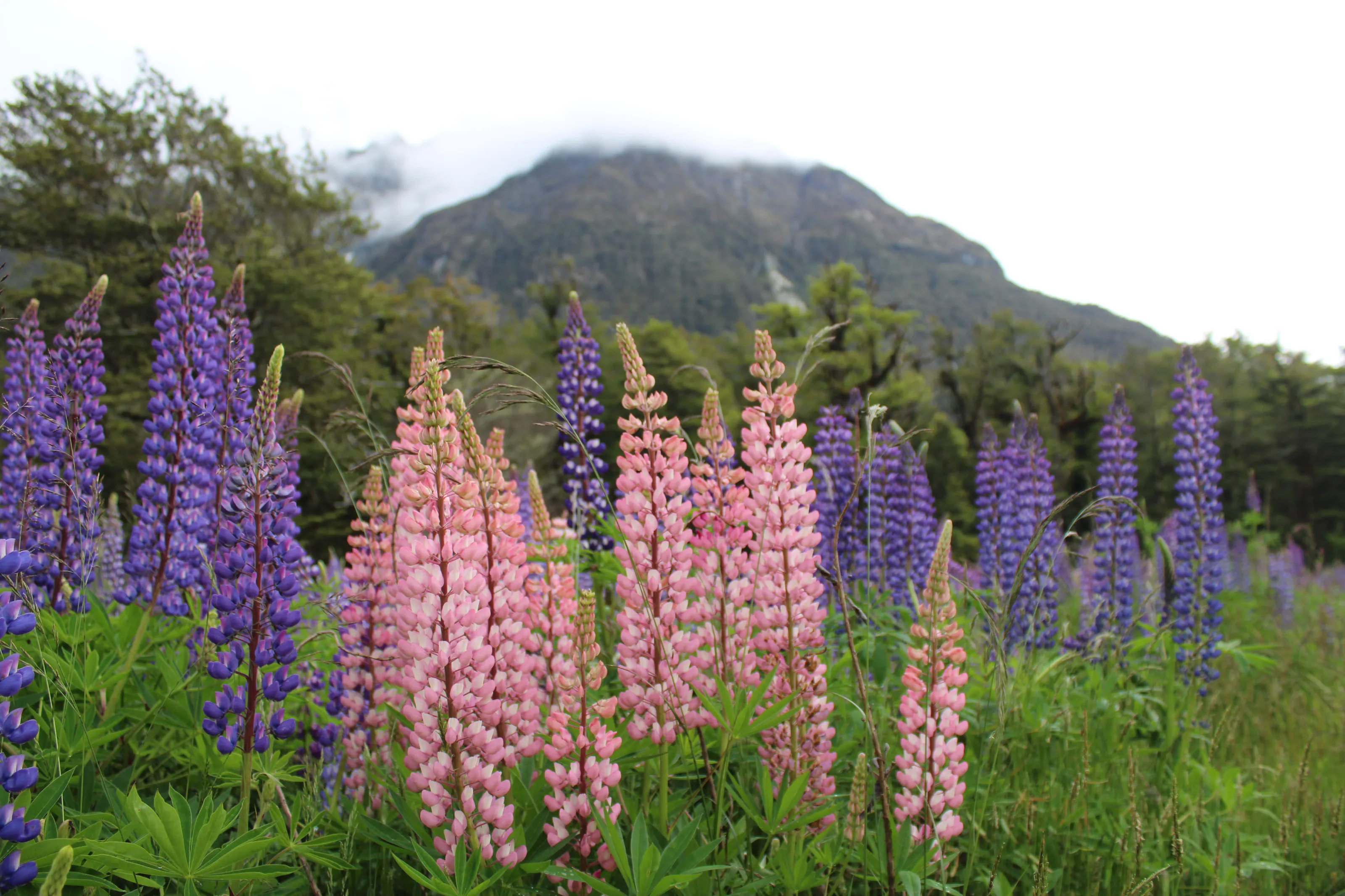 Southland Lupins
