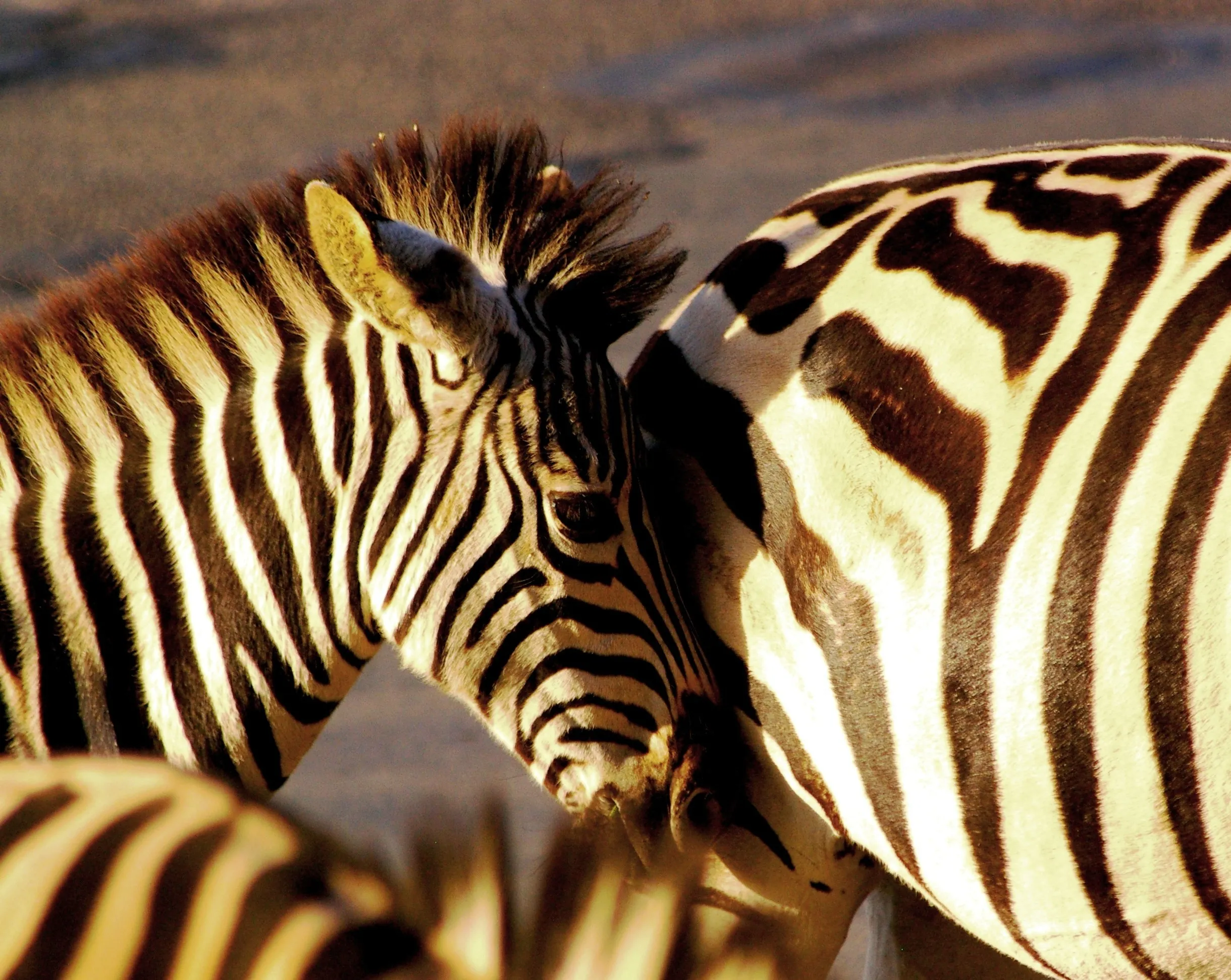 Early morning Baby Zebra