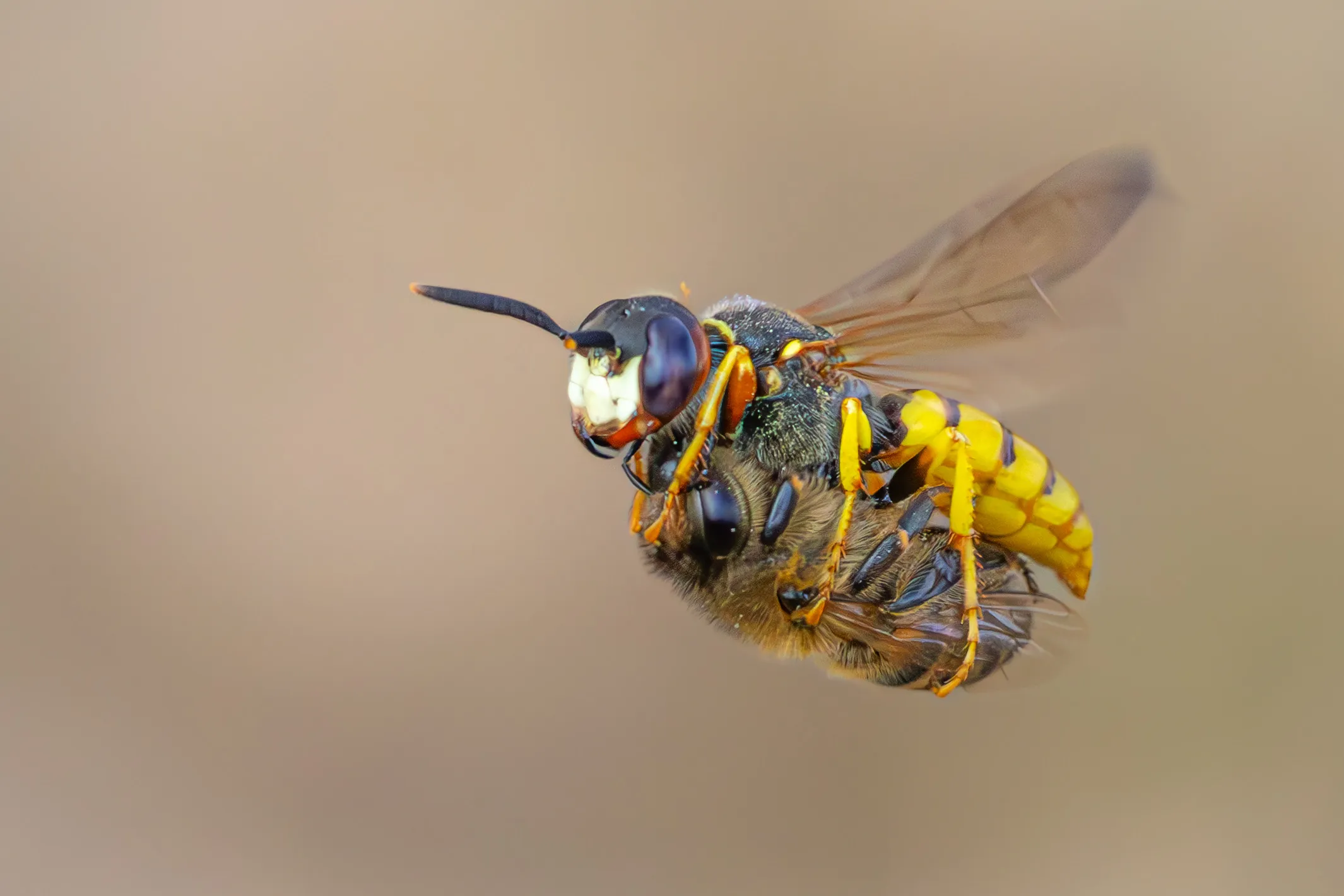 Bee wolf carrying honey bee