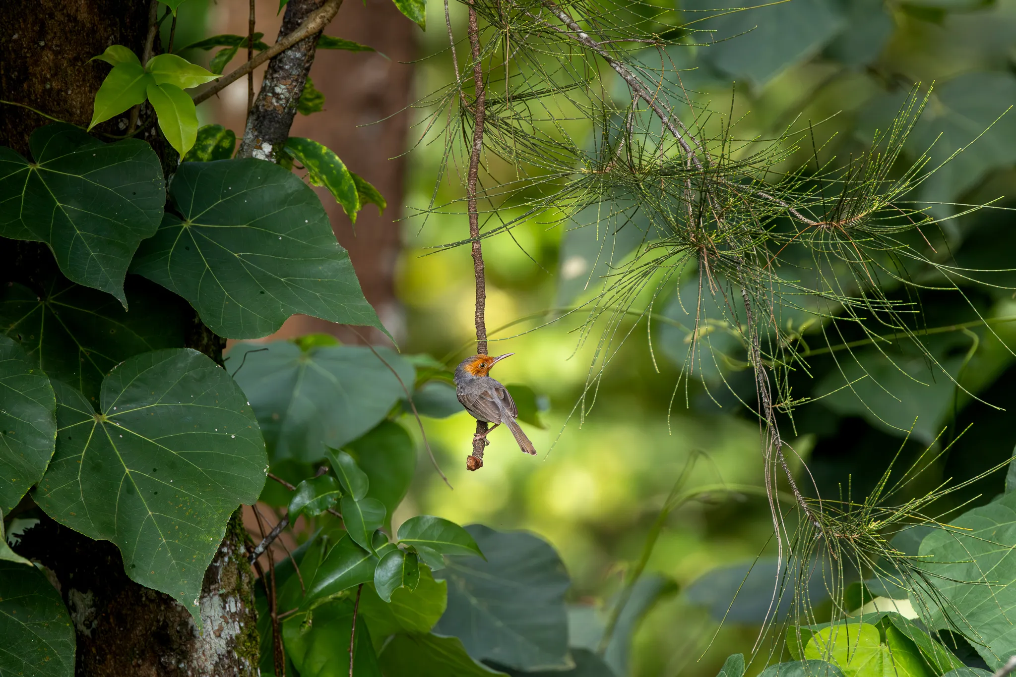Amongst the greenery