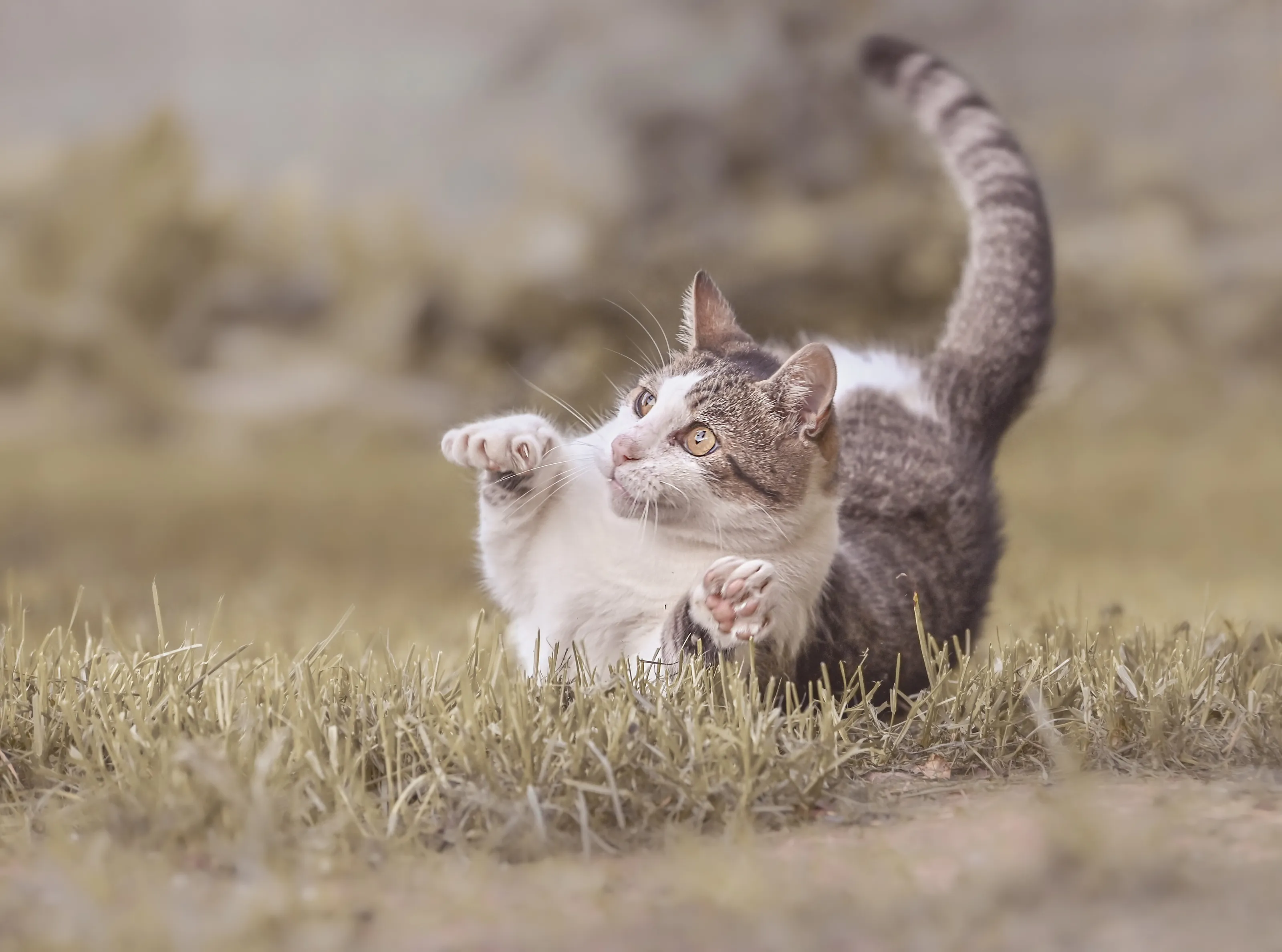 Domestic Cats