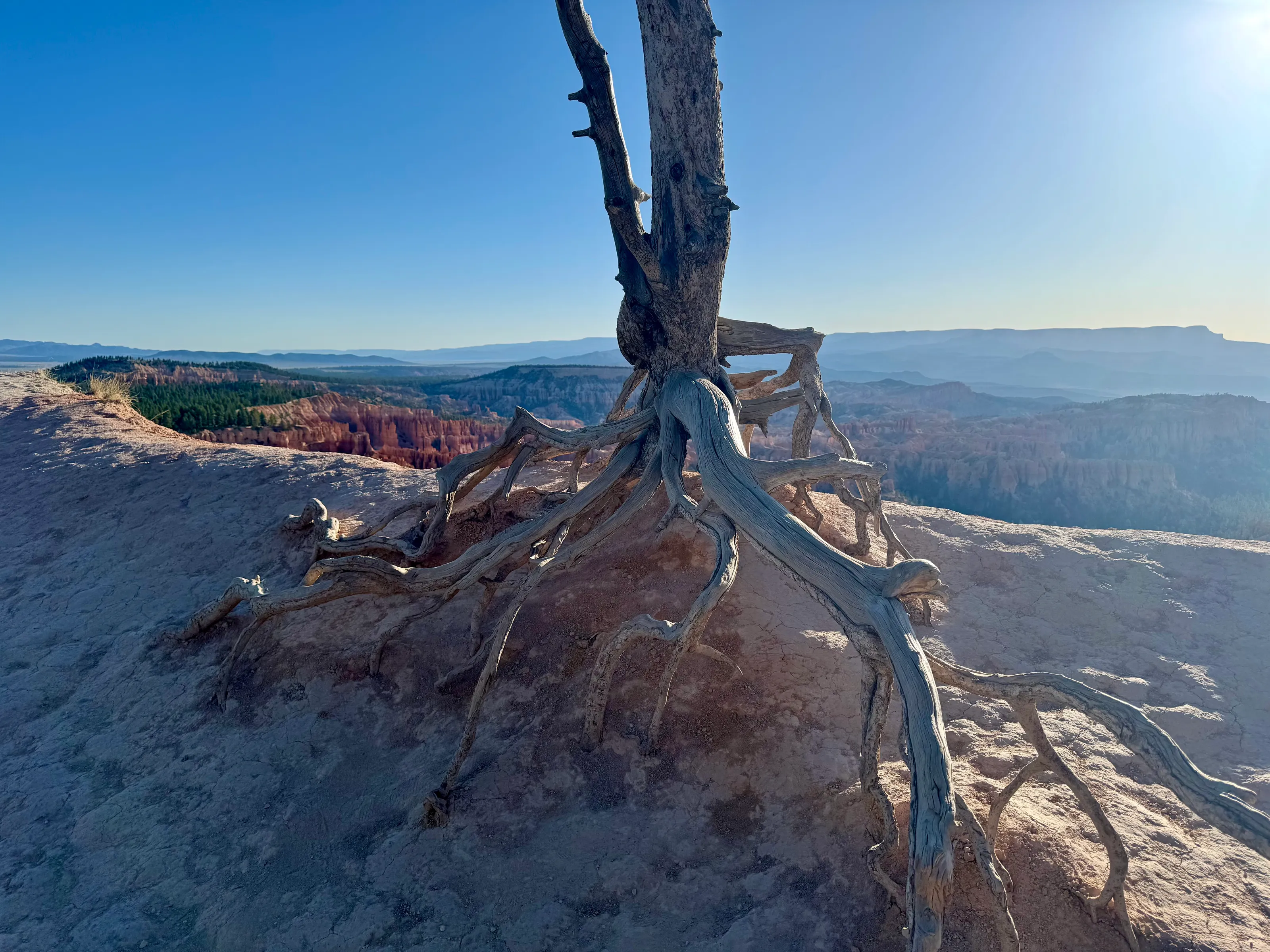 Tree in Bryce Canyon