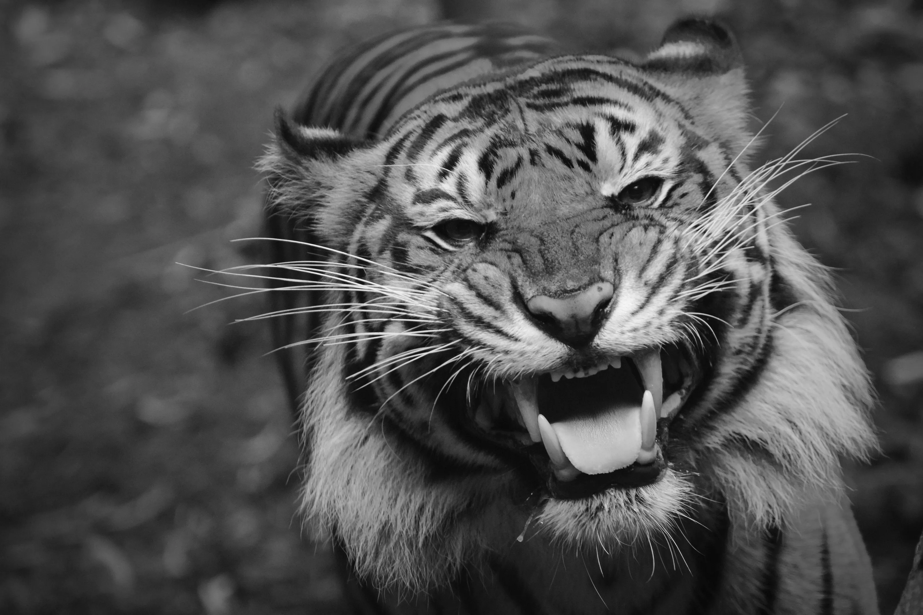 Snarling Beastie