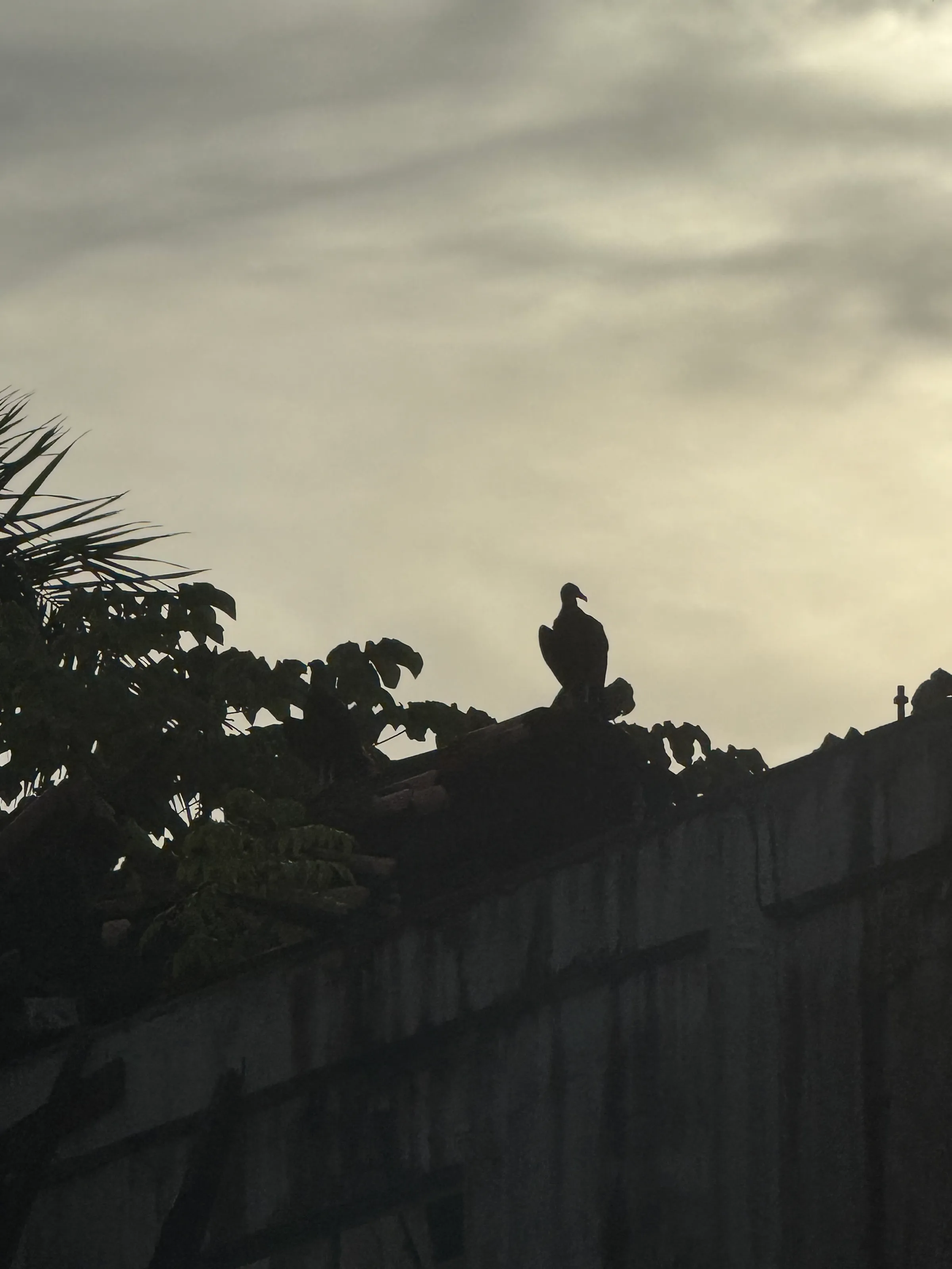 The Twillightbird