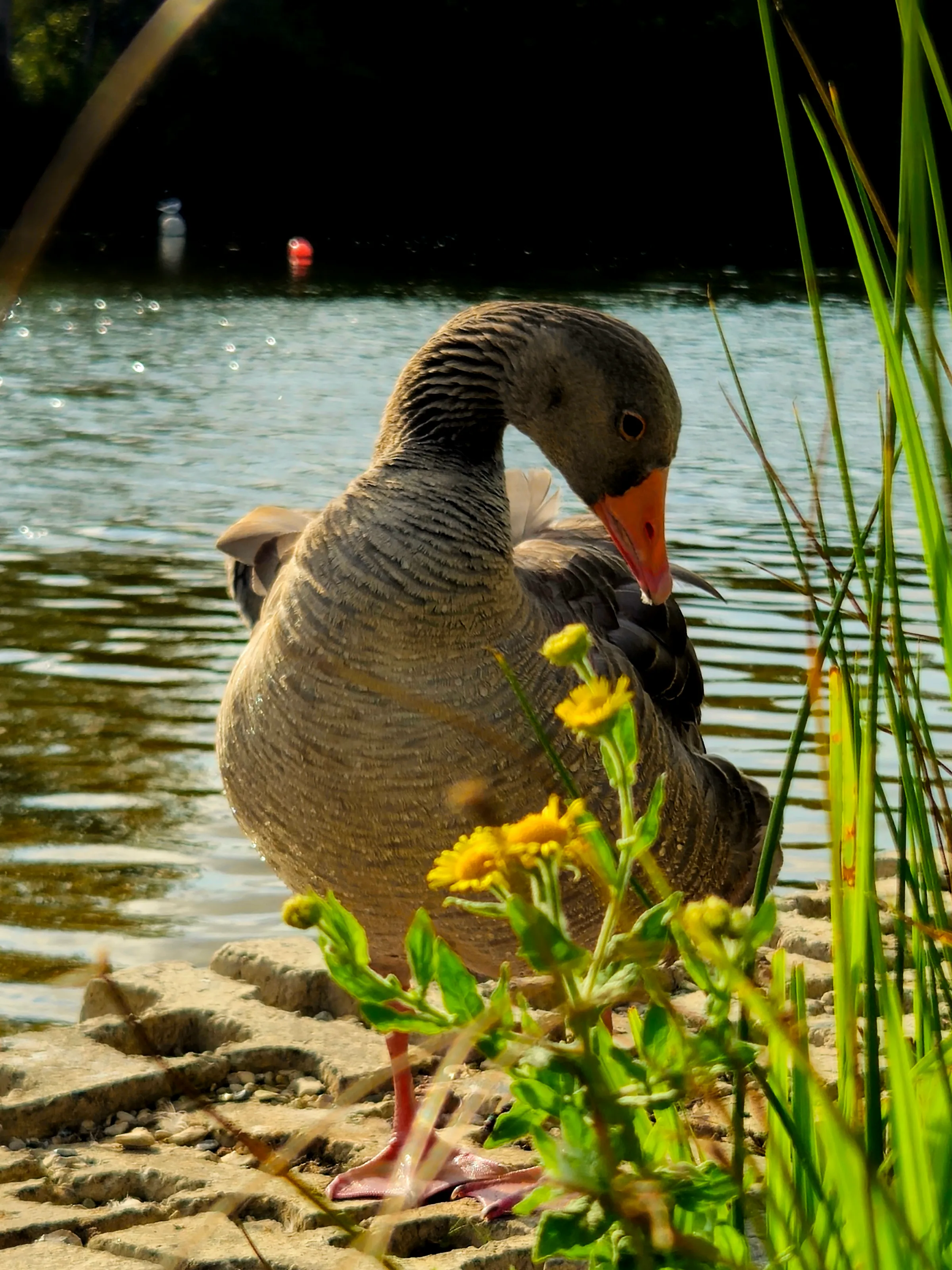 Wild goose