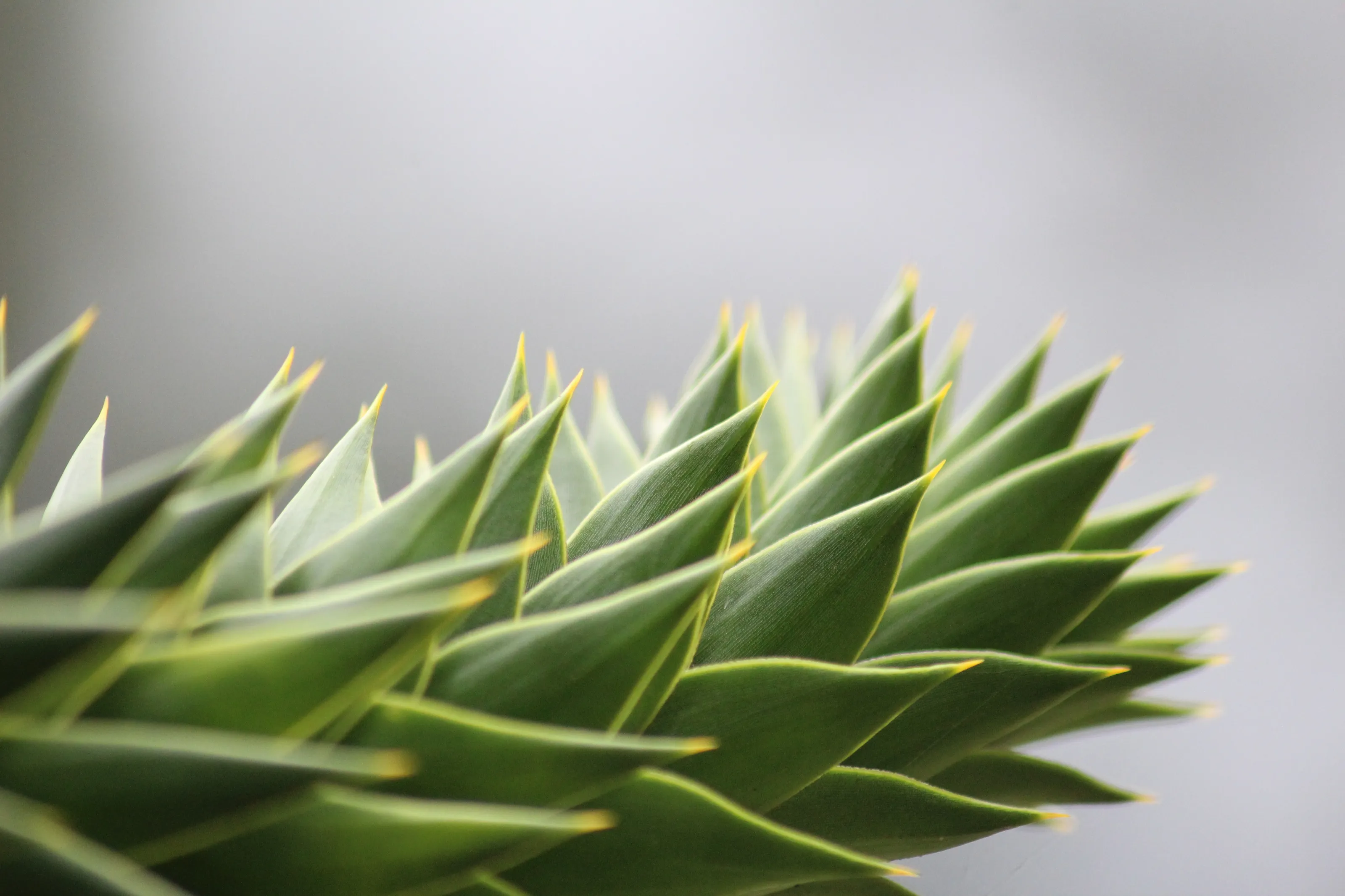 Prickles in the Parc