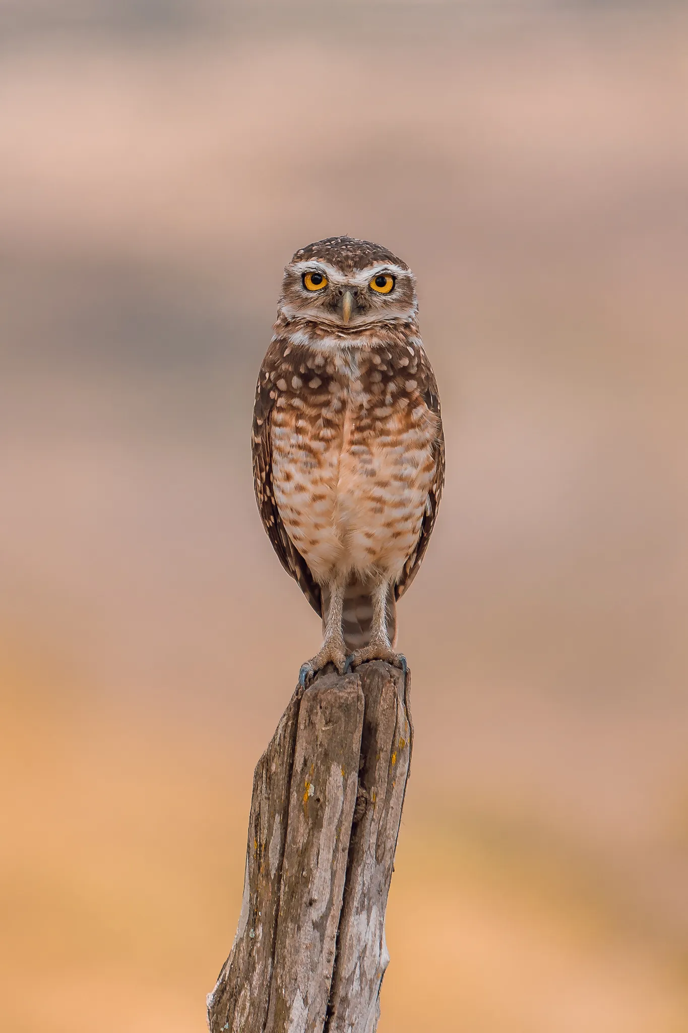 Baby owl