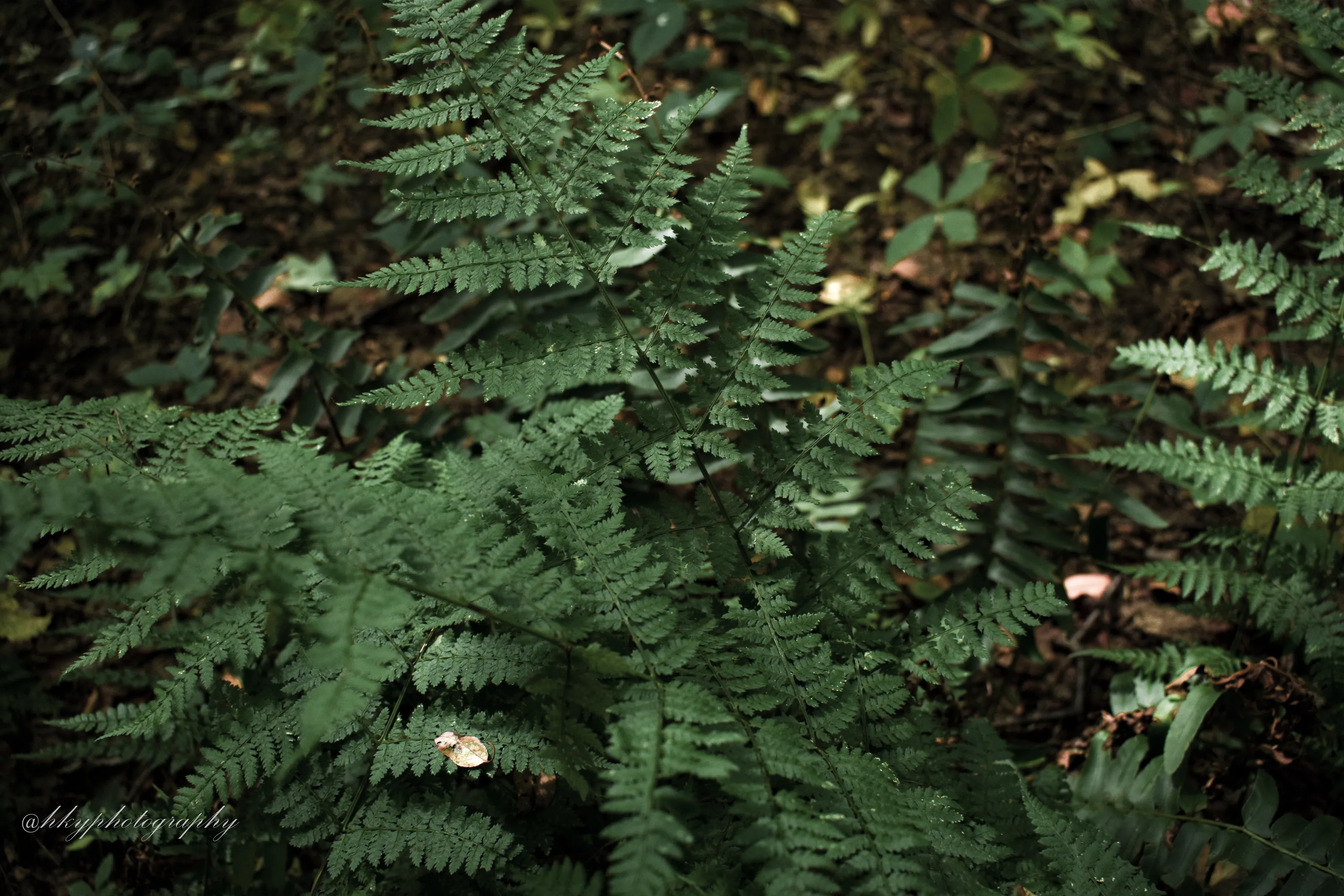 fern