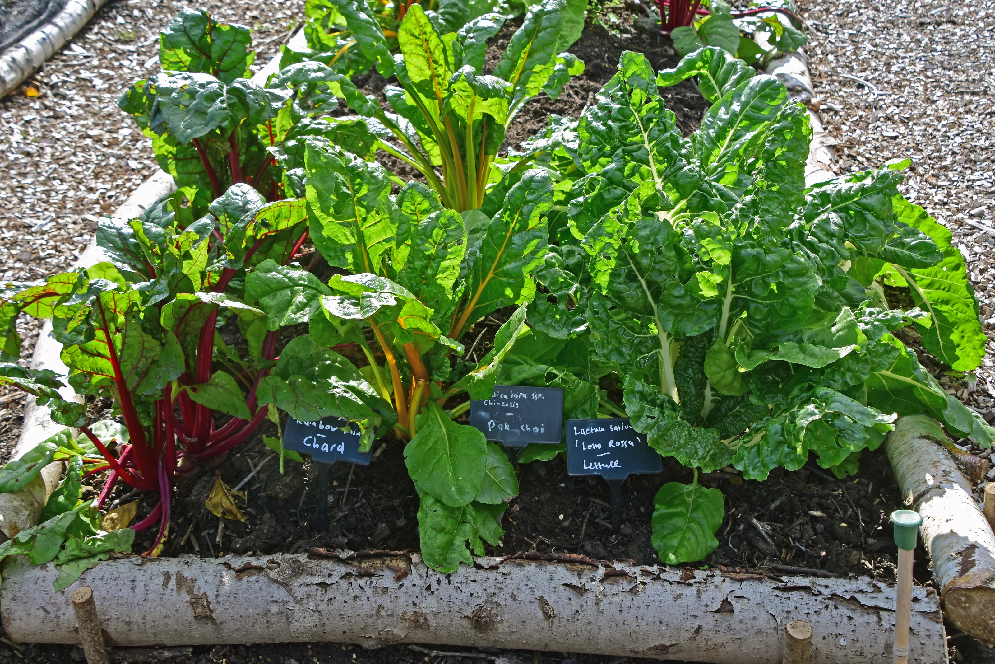 Vegetable Gardens (in colour)