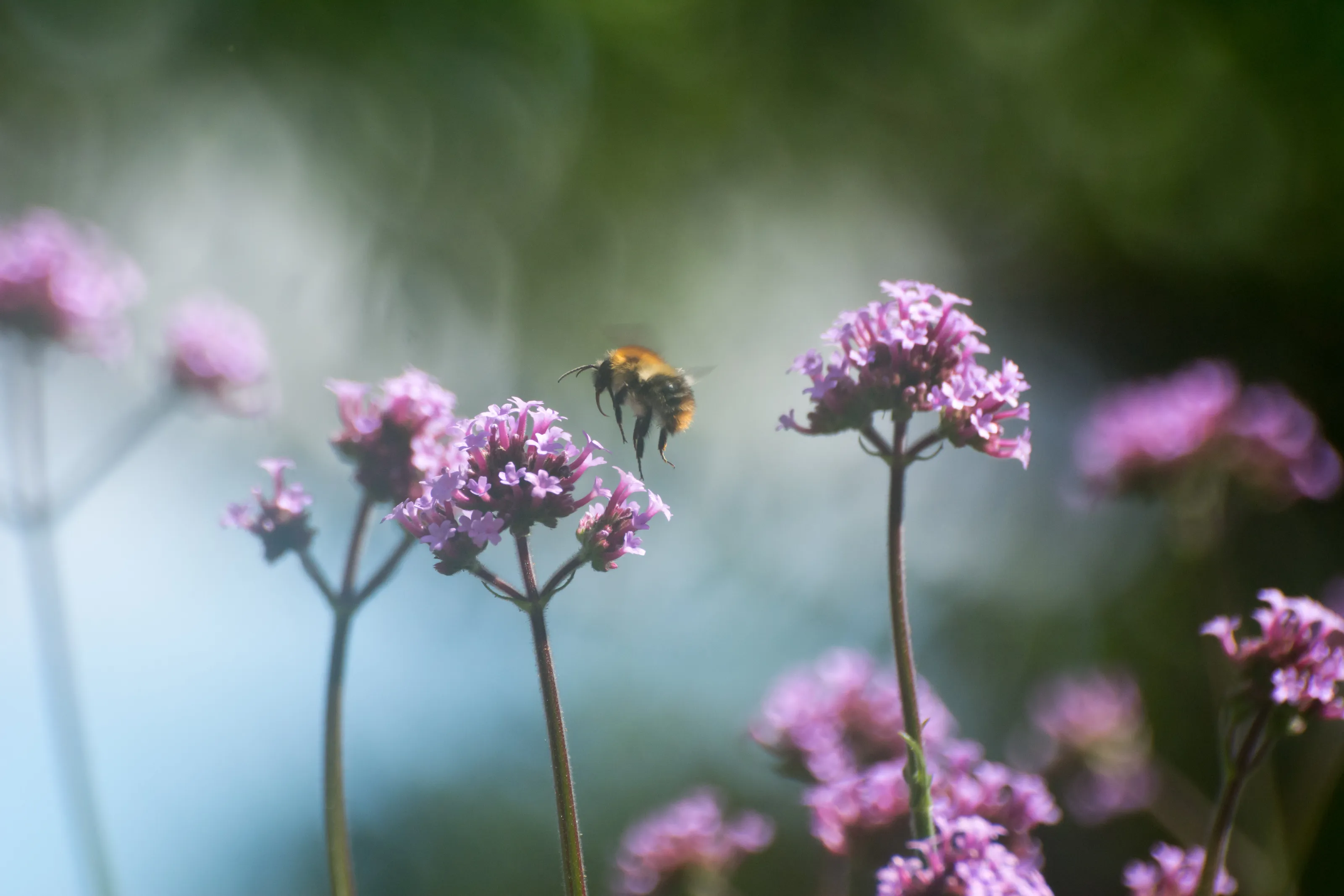 Verbena & the Bee