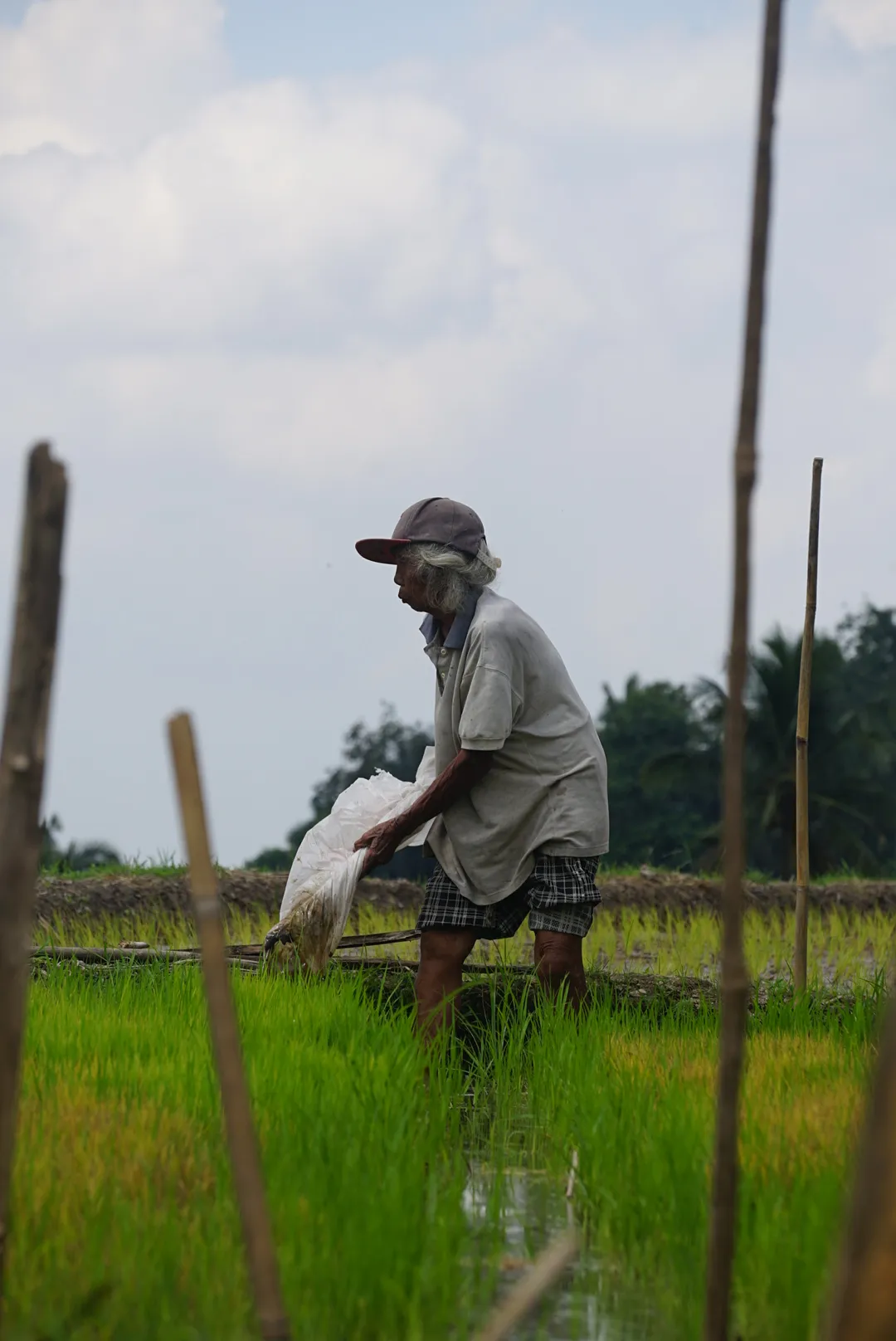 Man in the rice field