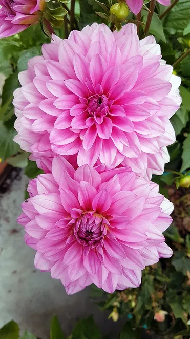 pink one