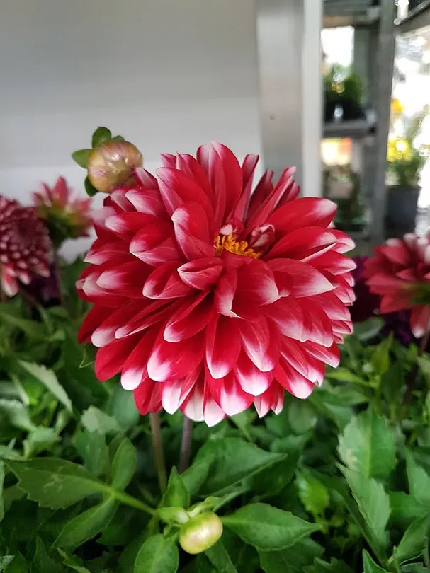 red one