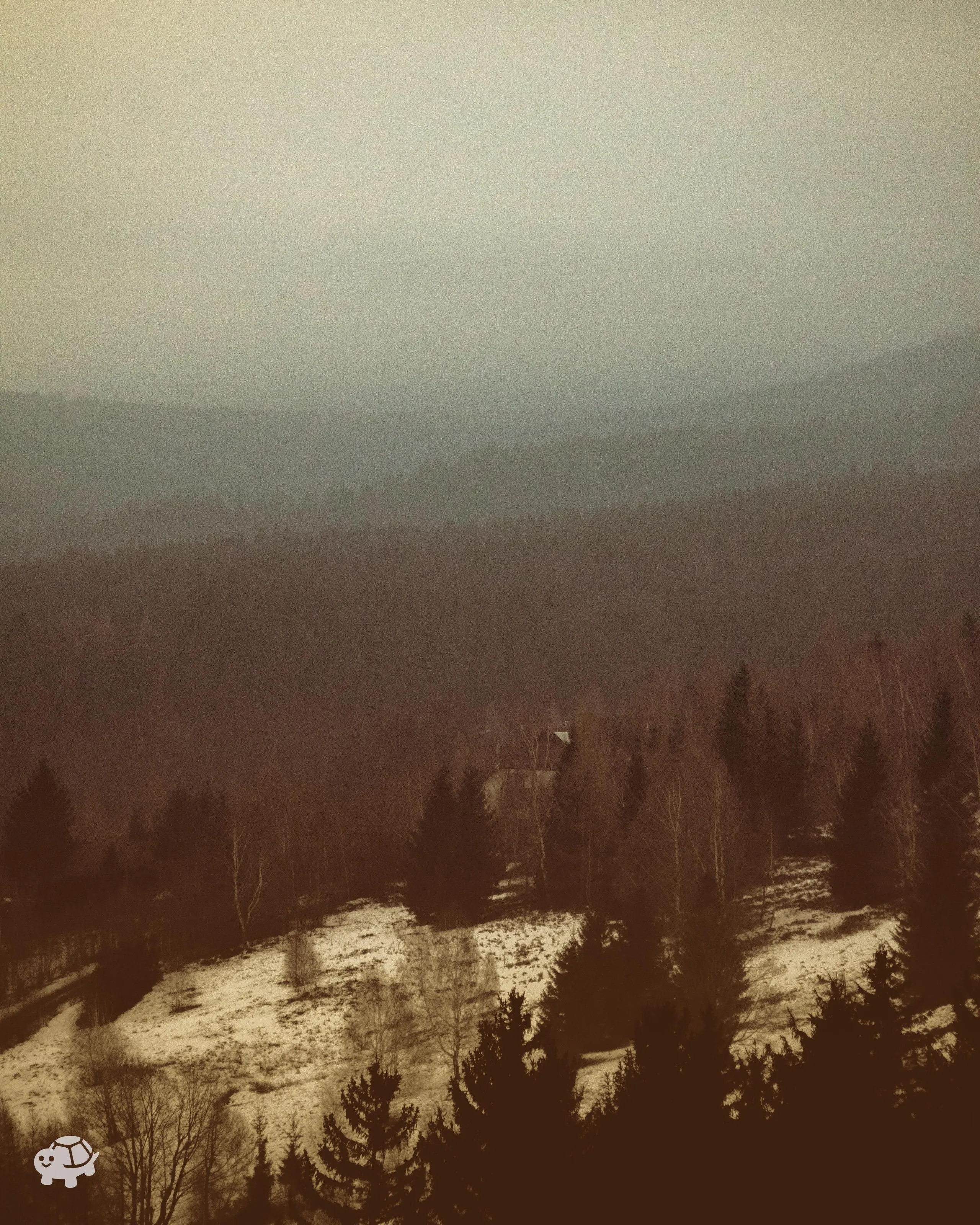 Mist Over Winter Pines