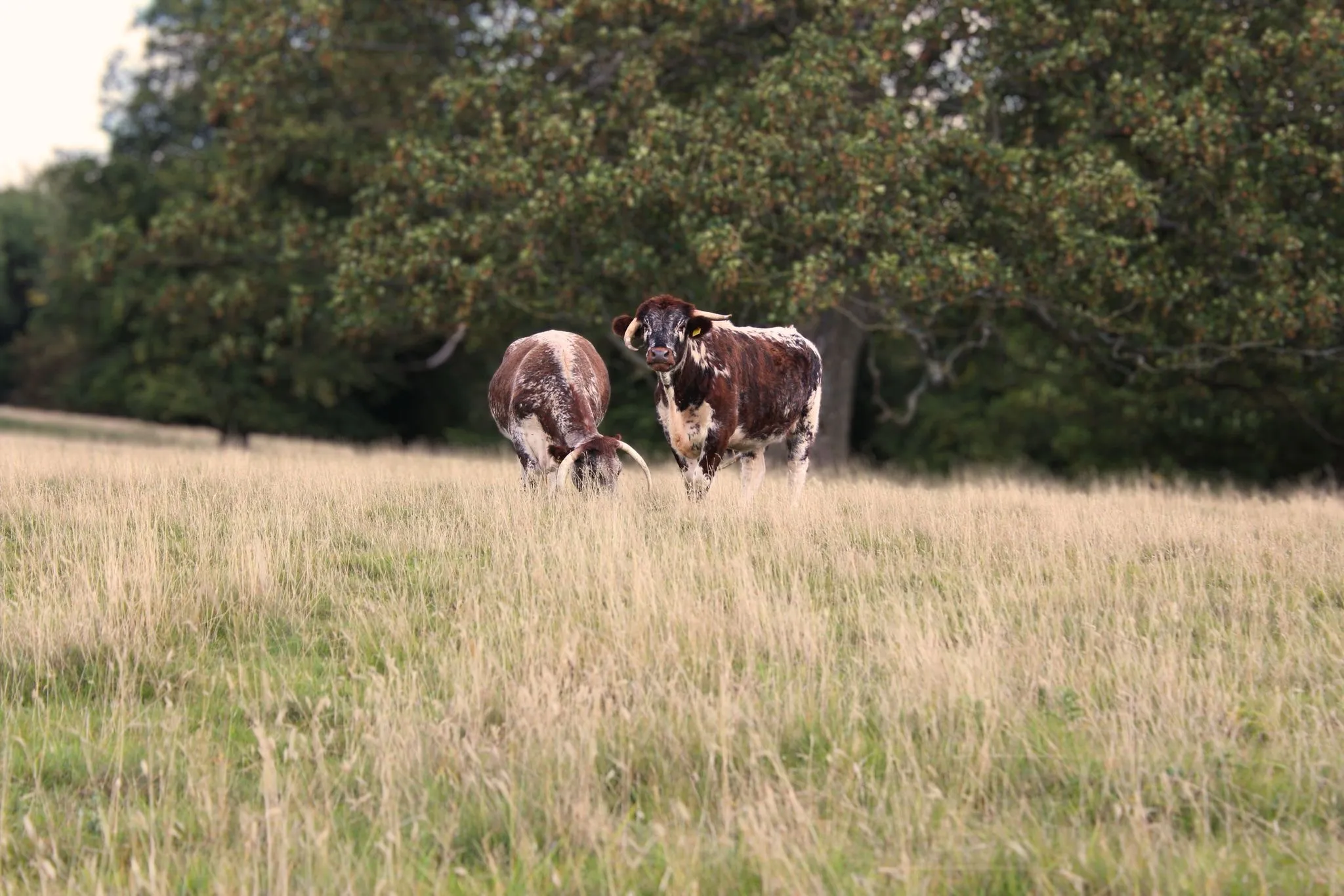 Grazing cows