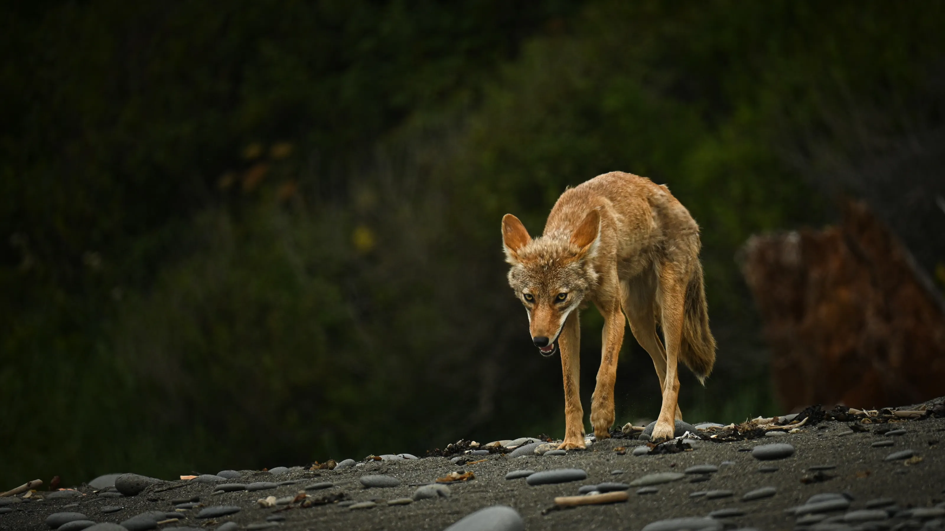 Coyote